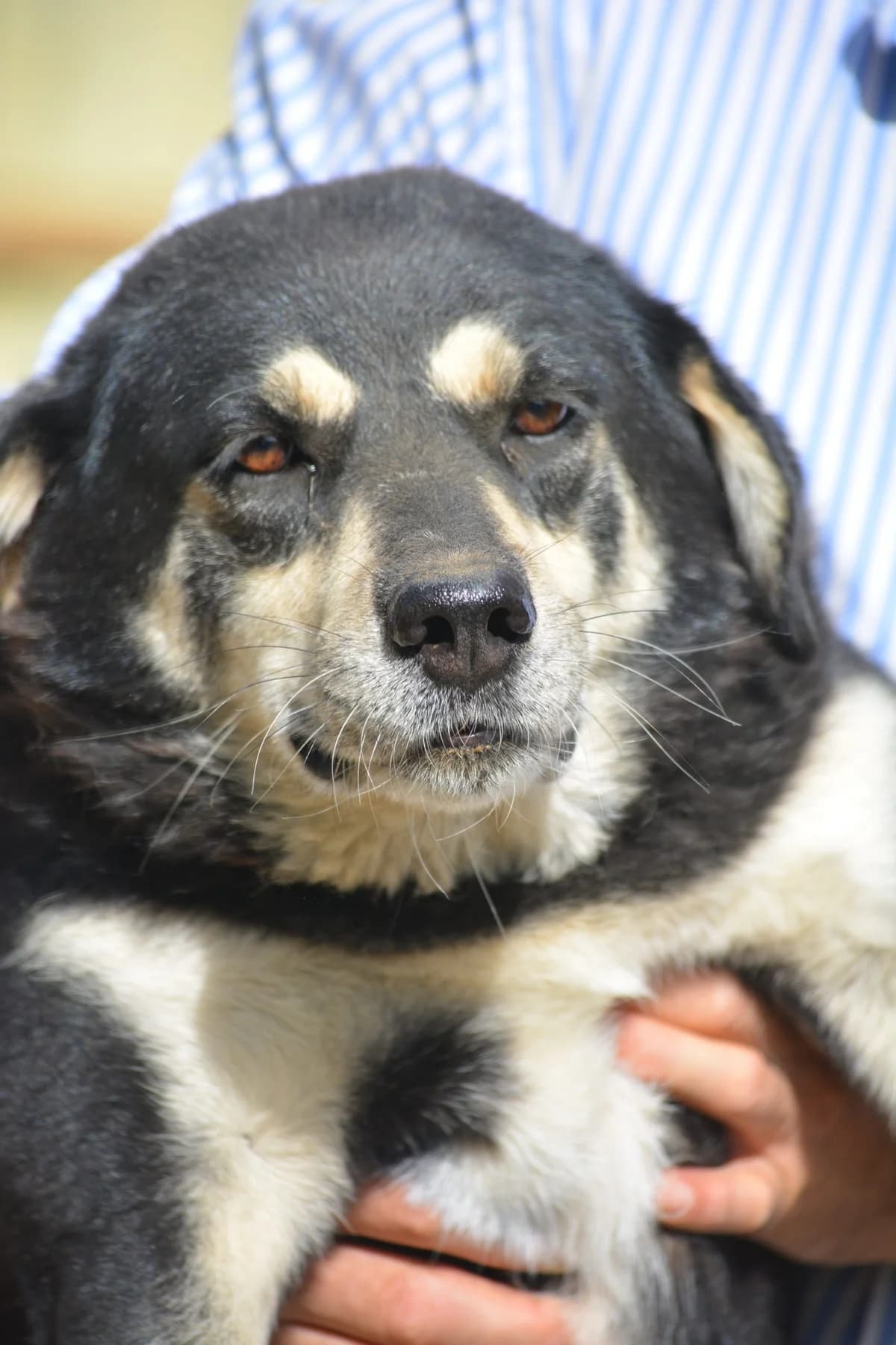 Cassie, female Mixed Breed for adoption at Pföttchenretter mit Herz e.V., Leichlingen