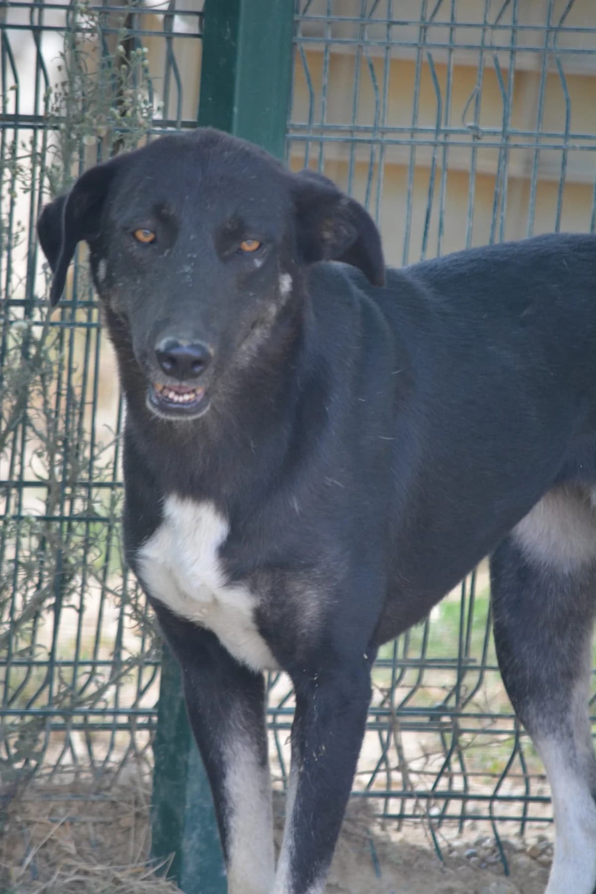 Tallina, female Mixed Breed for adoption at Pföttchenretter mit Herz e.V., Leichlingen