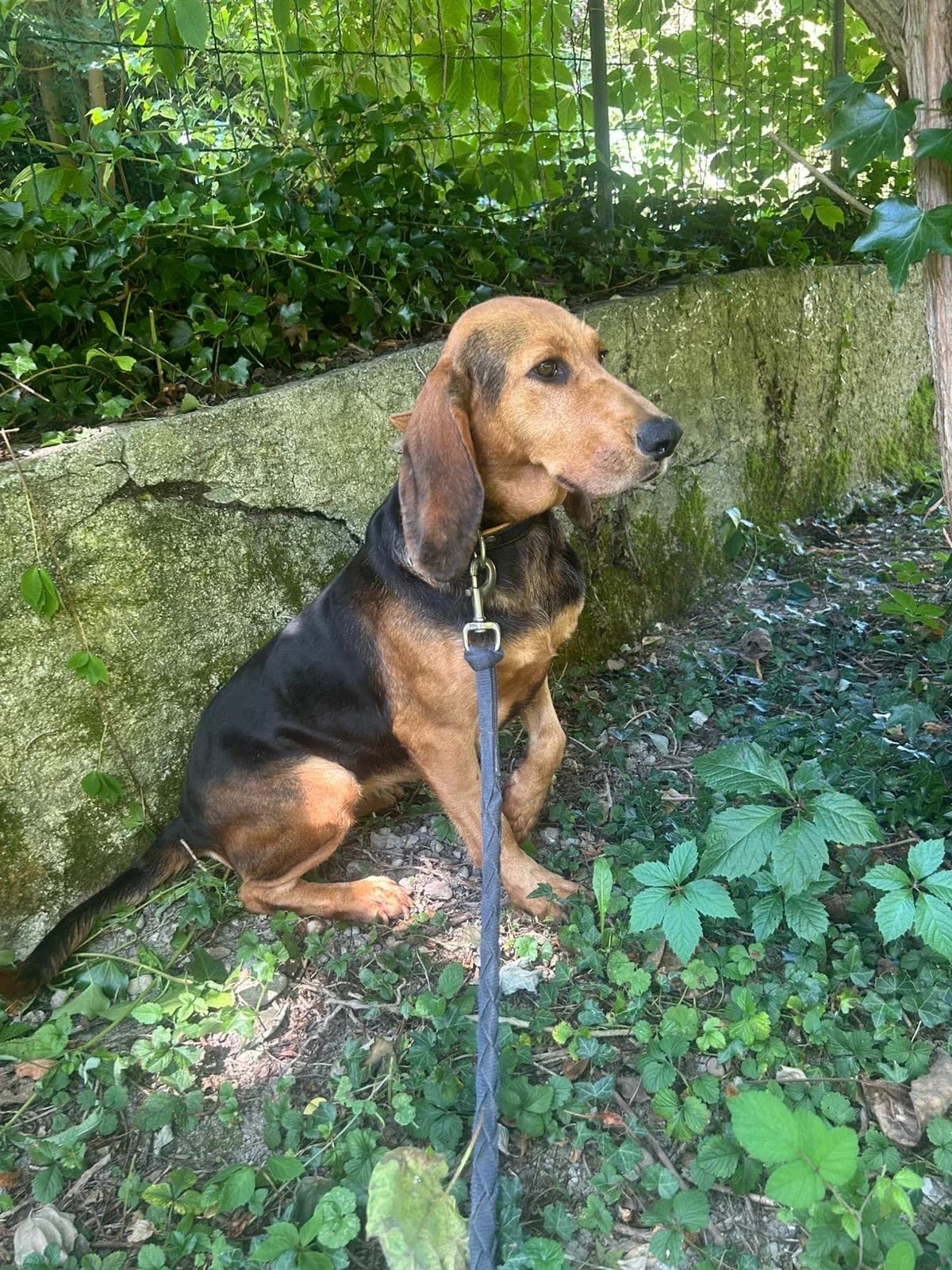 Gut verträgliche Hündin „, male 4yo Mixed Breed for adoption at Pföttchenretter mit Herz e.v.