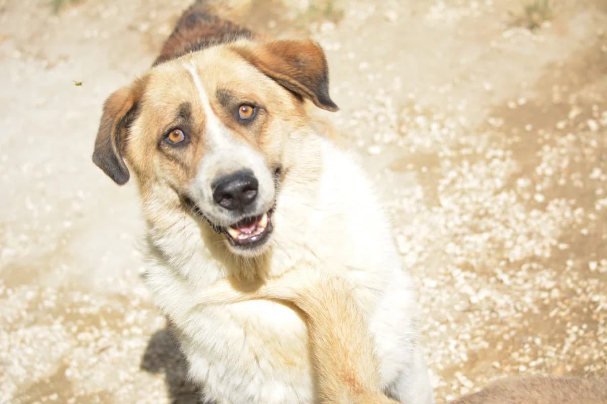 Lilly, female 4yo Mixed Breed for adoption at Pföttchenretter mit Herz e.V., Leichlingen