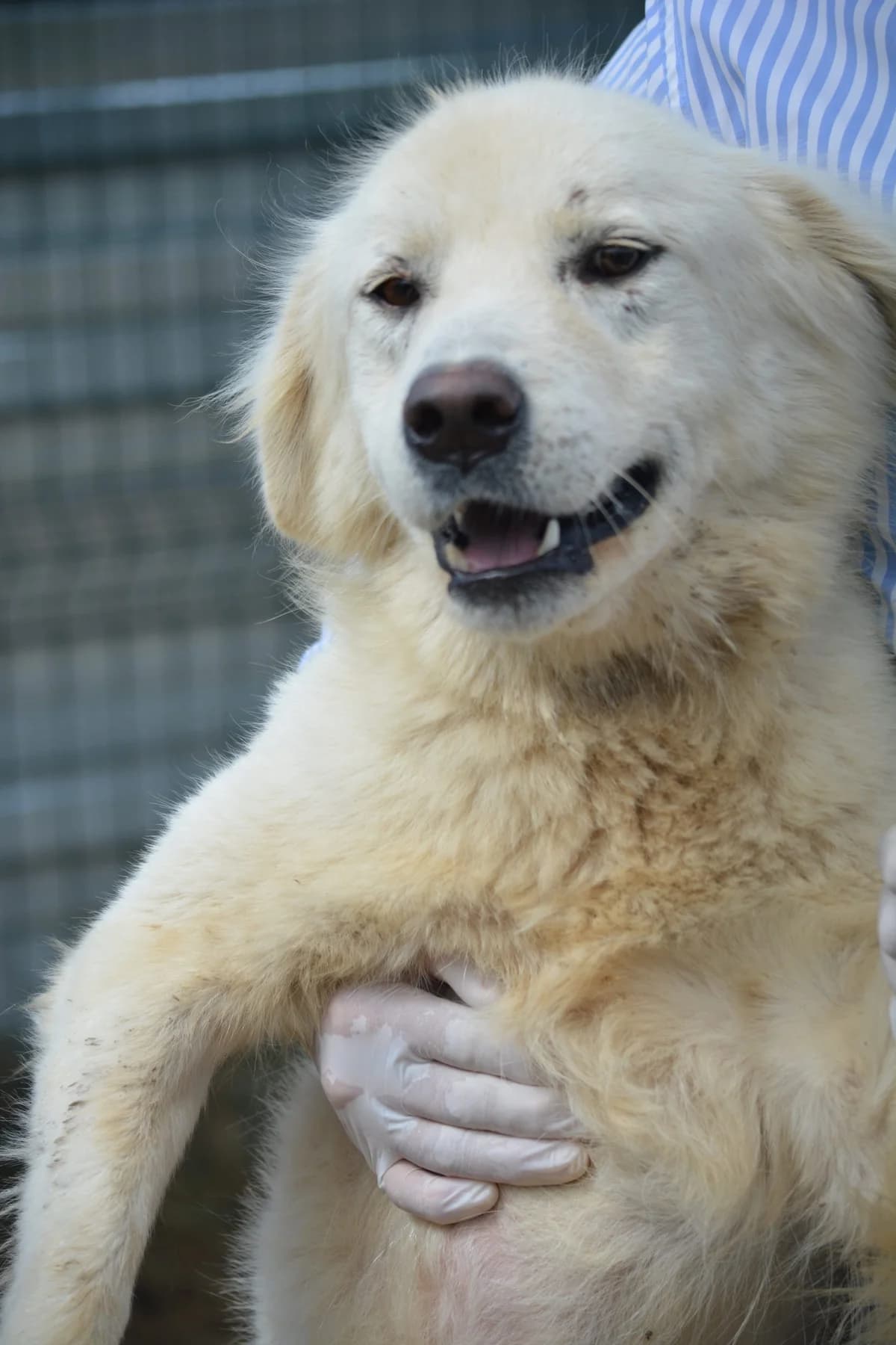 Hawk, female Mixed Breed for adoption at Pföttchenretter mit Herz e.V., Leichlingen