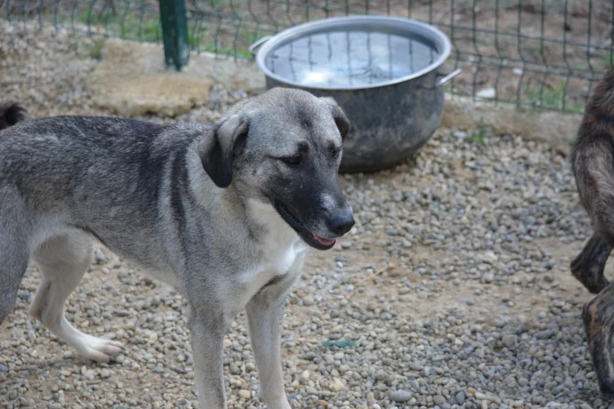 Nayala, female 3yo Mixed Breed for adoption at Pföttchenretter mit Herz e.V., Leichlingen