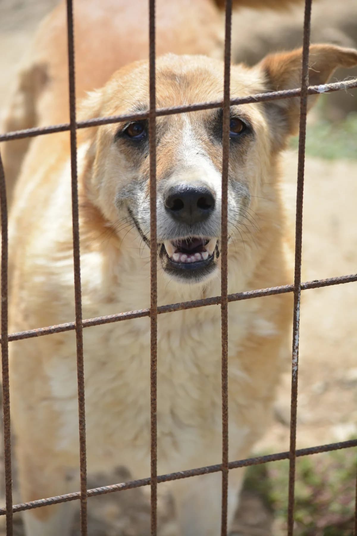 Panina, female 7yo Mixed Breed for adoption at Pföttchenretter mit Herz e.V., Leichlingen