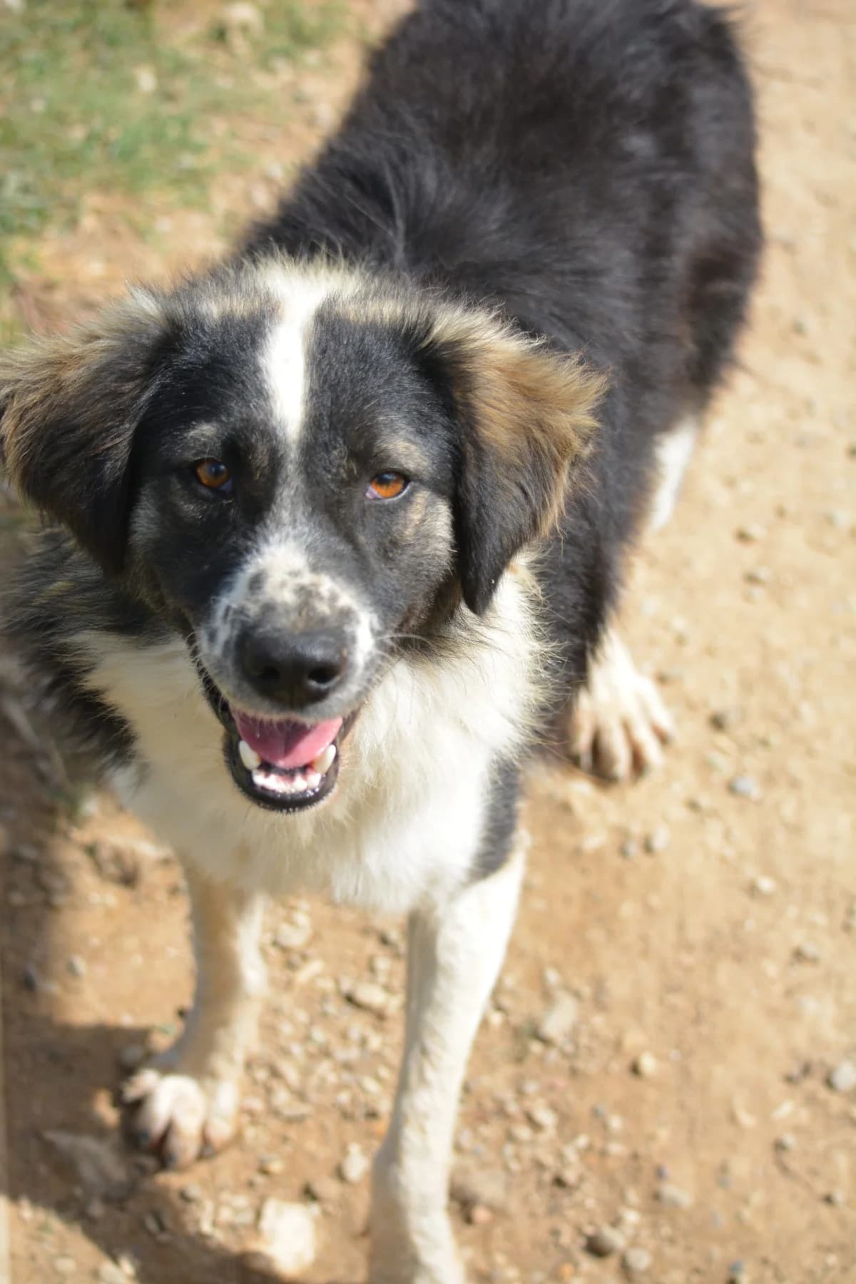 Lumpi (II), male 3yo Mixed Breed for adoption at Pföttchenretter mit Herz e.V., Leichlingen