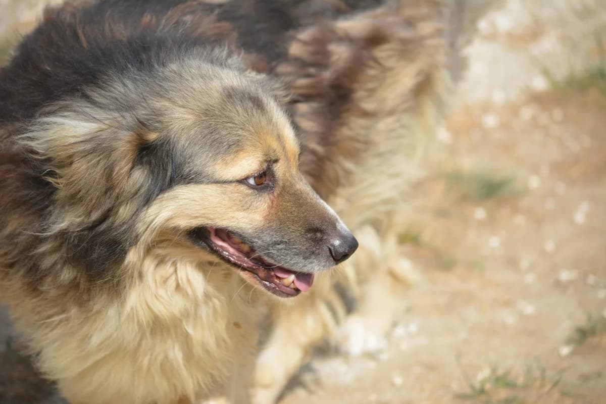 Salina, female 5yo Mixed Breed for adoption at Pföttchenretter mit Herz e.V., Leichlingen
