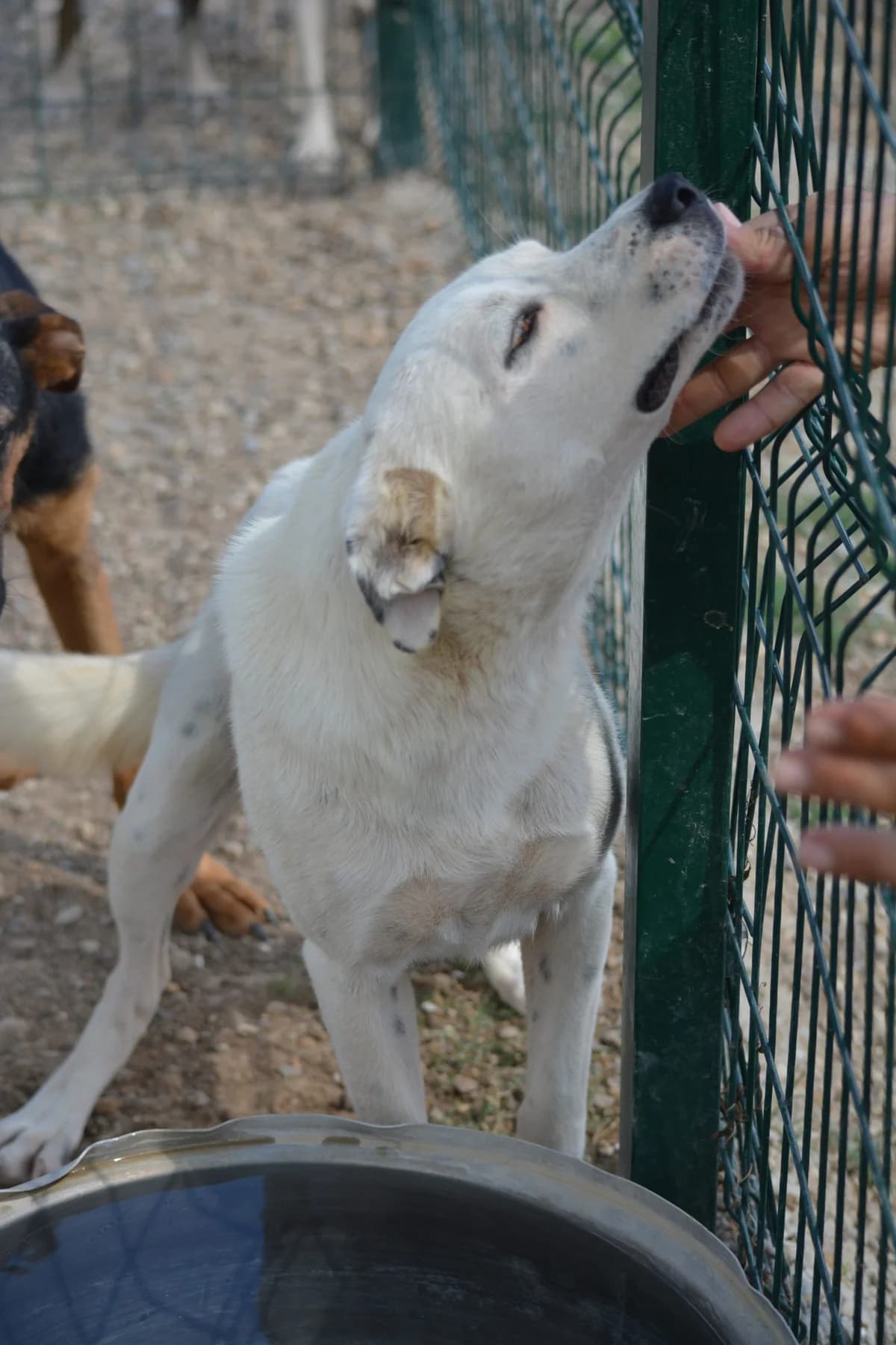 Selma, female 4yo Mixed Breed for adoption at Pföttchenretter mit Herz e.V., Leichlingen