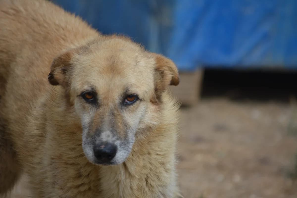 Saphira, female 7yo Mixed Breed for adoption at Pföttchenretter mit Herz e.V., Leichlingen