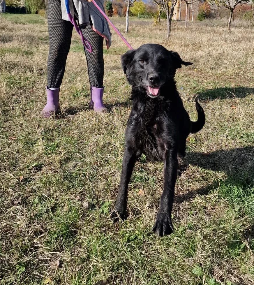 Negra, female Labrador Retriever for adoption at Pföttchenretter mit Herz e.V., Leichlingen