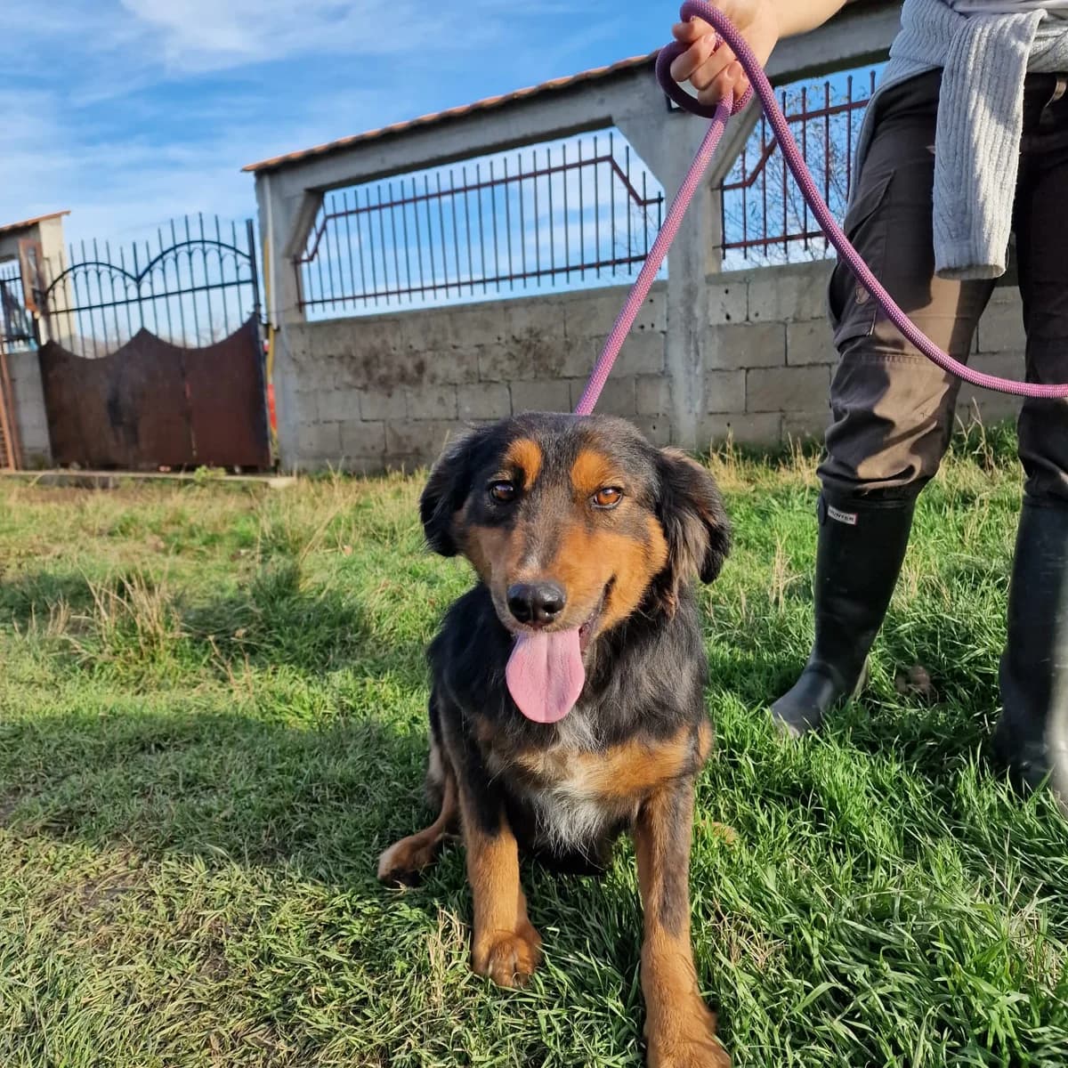 Tom (III), male Mixed Breed for adoption at Pföttchenretter mit Herz e.V., Leichlingen