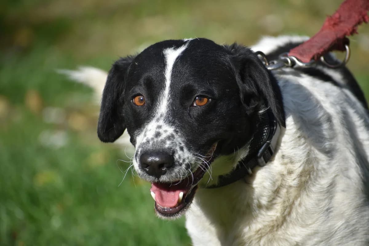 Pötty, male young Mixed Breed for adoption at Pföttchenretter mit Herz e.V., Leichlingen