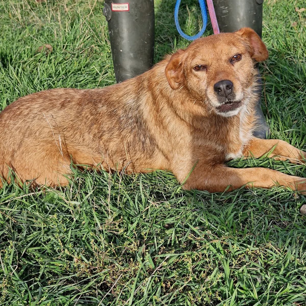 Branka, female Mixed Breed for adoption at Pföttchenretter mit Herz e.V., Leichlingen