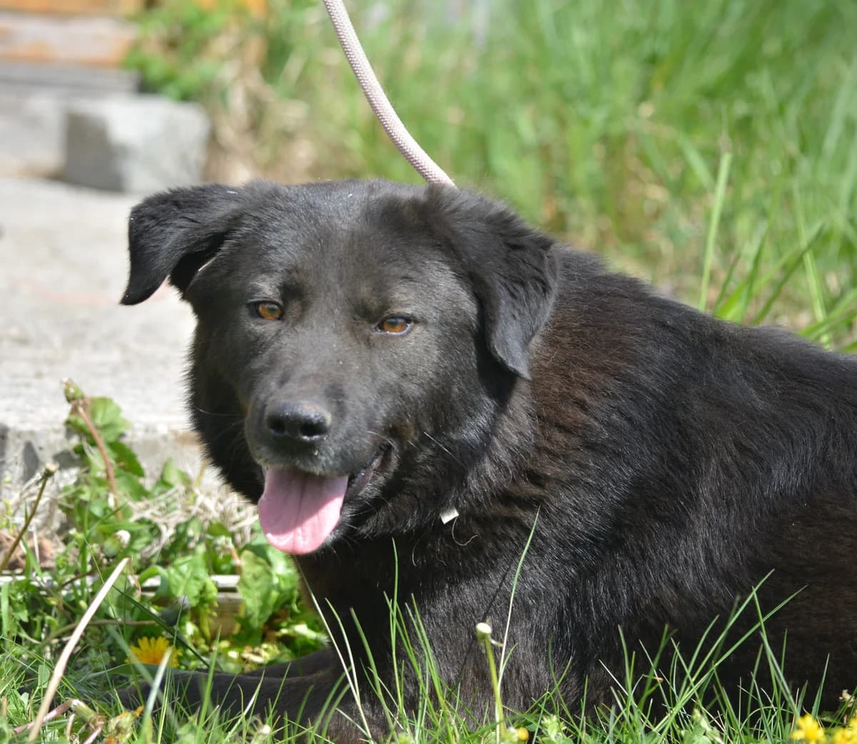 Molly, female 4yo Mixed Breed for adoption at Pföttchenretter mit Herz e.V., Leichlingen