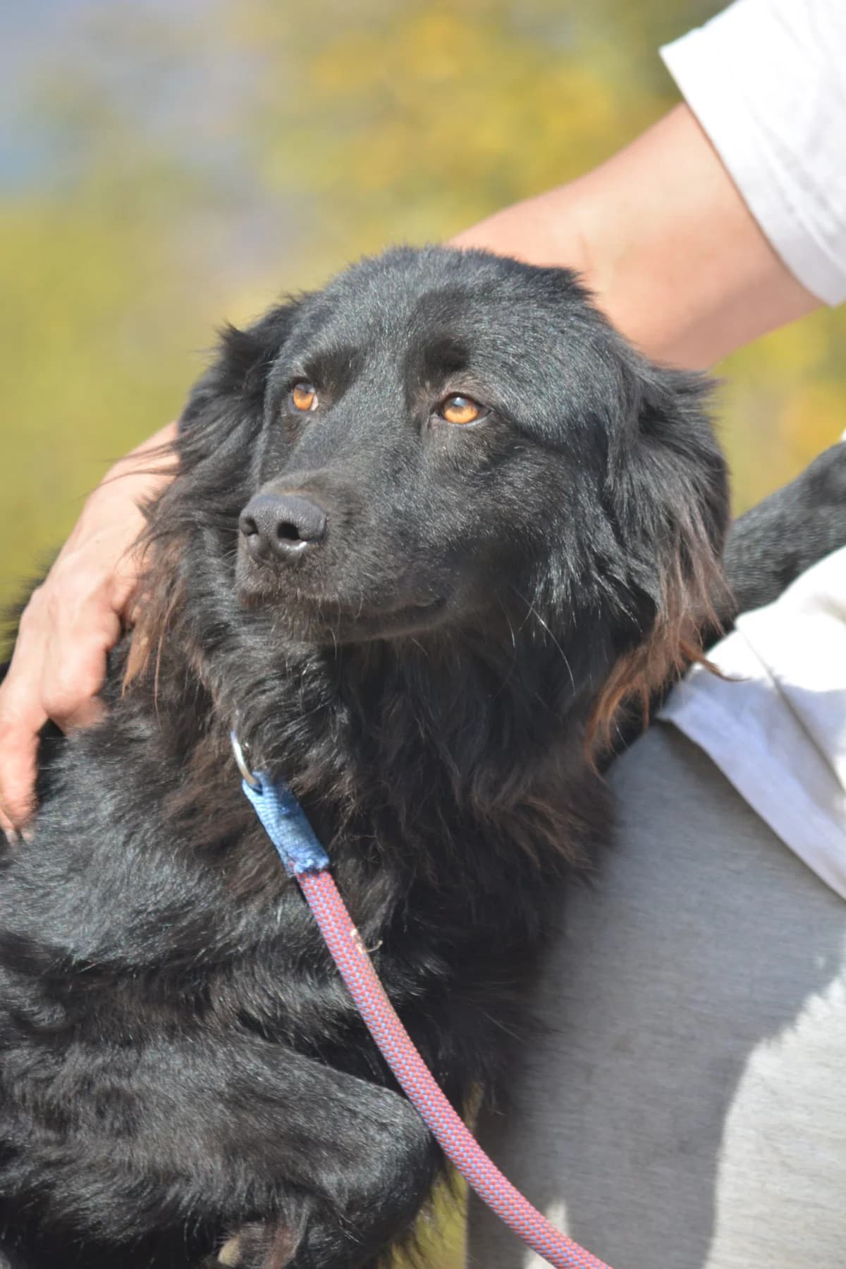 Krümel, female Mixed Breed for adoption at Pföttchenretter mit Herz e.V., Leichlingen