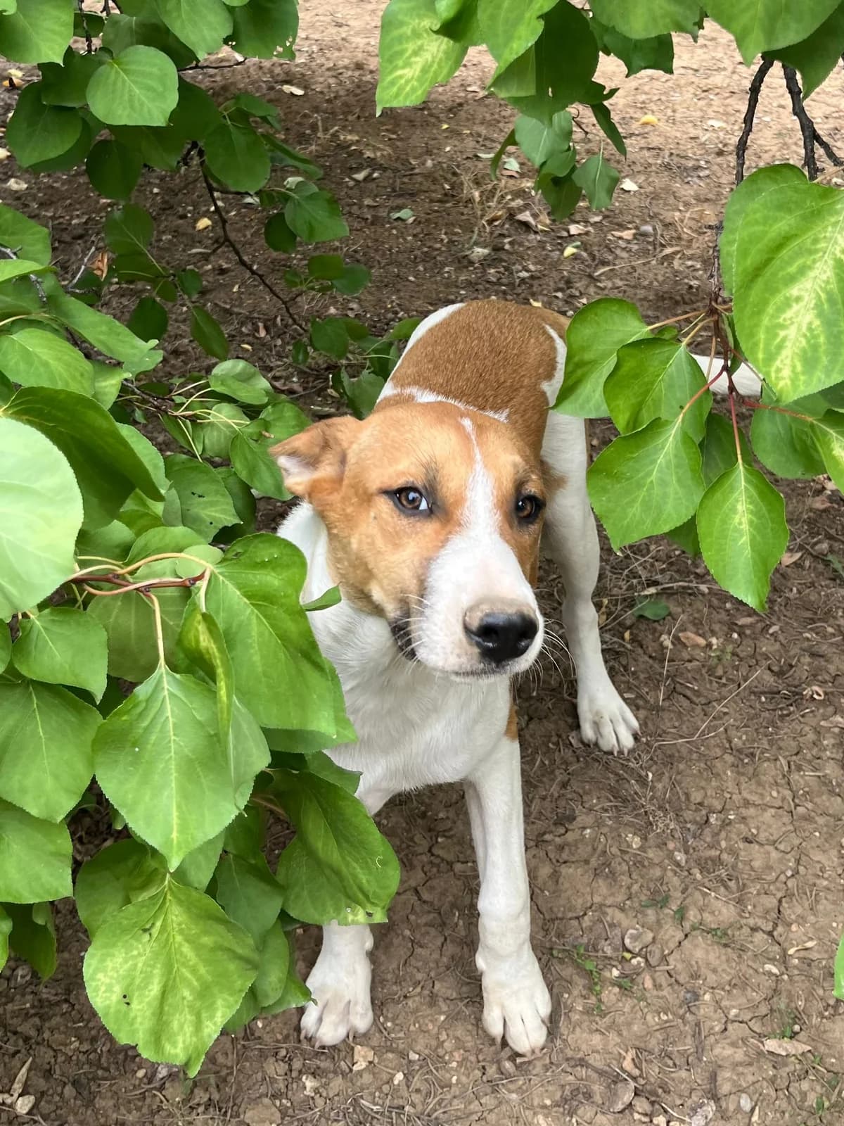 Barny, male Mixed Breed for adoption at Pföttchenretter mit Herz e.V., Leichlingen