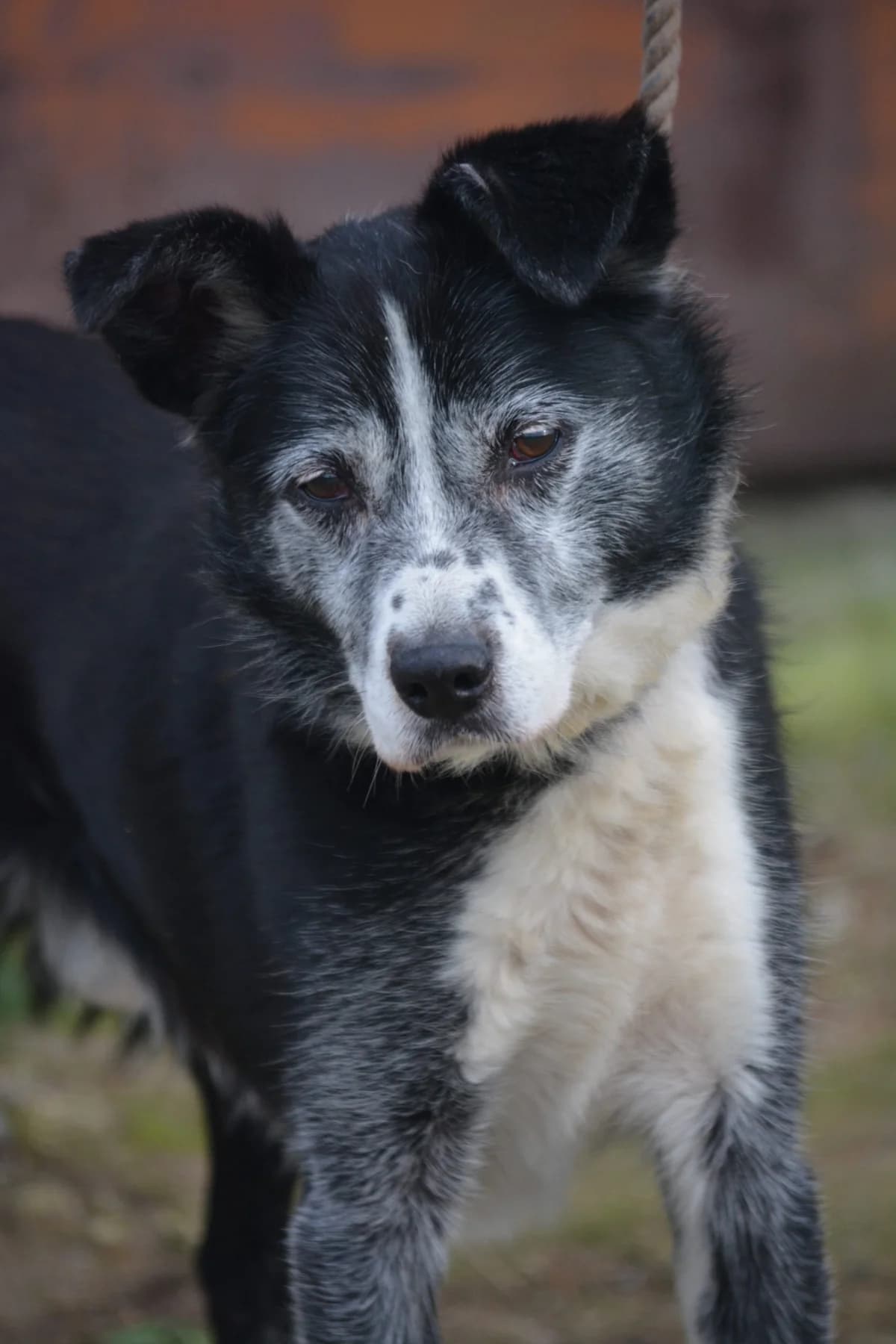 Klausi (Krecio), male senior Mixed Breed for adoption at Pföttchenretter mit Herz e.V., Leichlingen