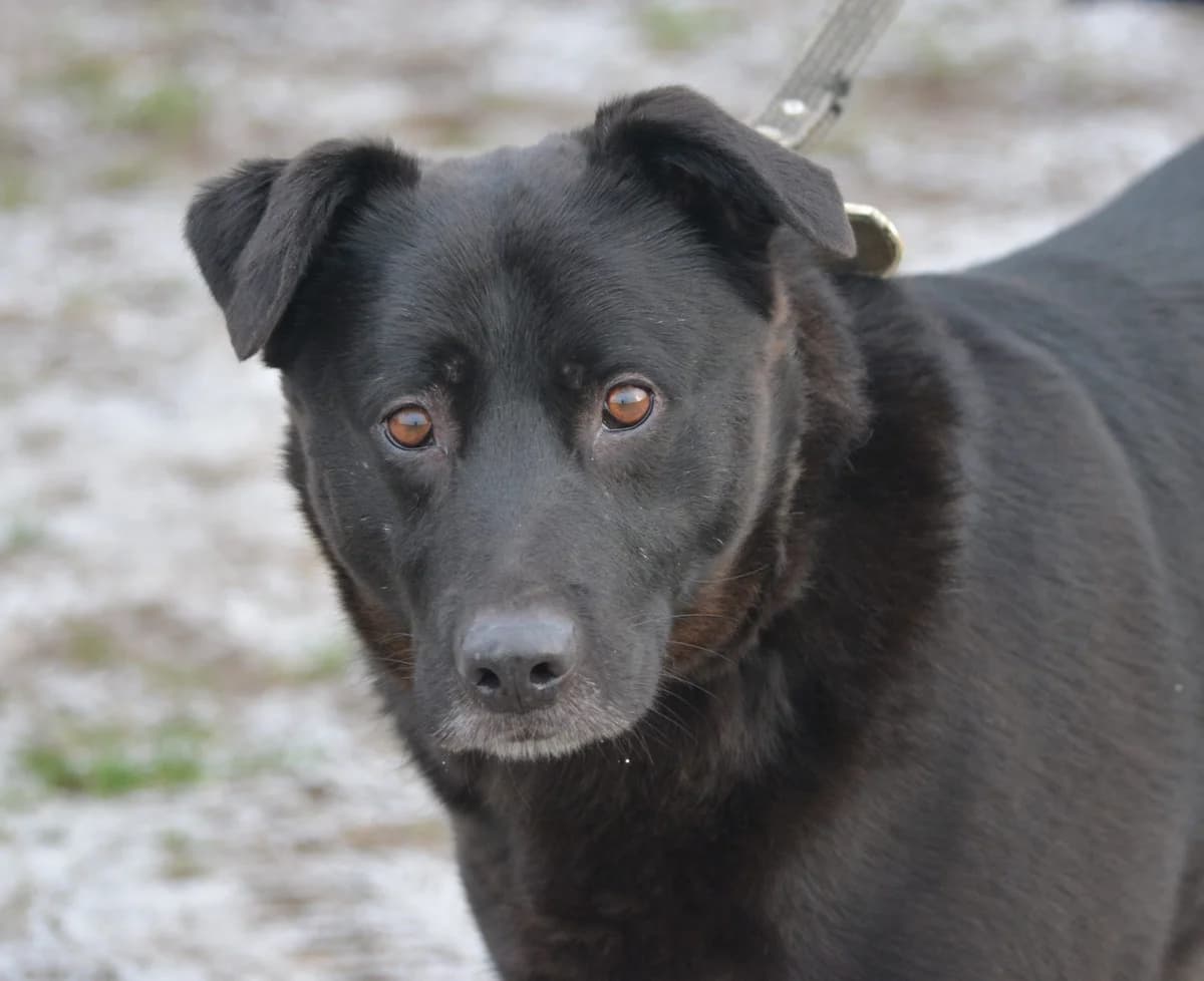 Kefir, male Mixed Breed for adoption at Pföttchenretter mit Herz e.V., Leichlingen