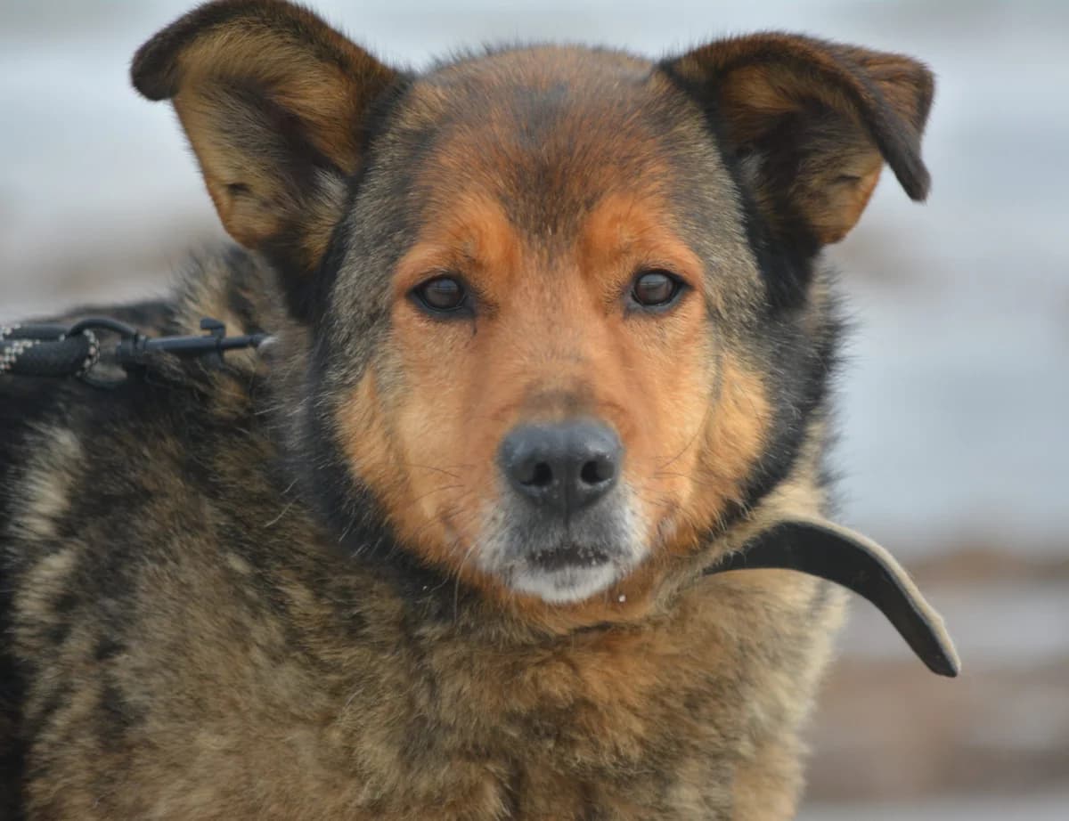Ritka, female Mixed Breed for adoption at Pföttchenretter mit Herz e.V., Leichlingen