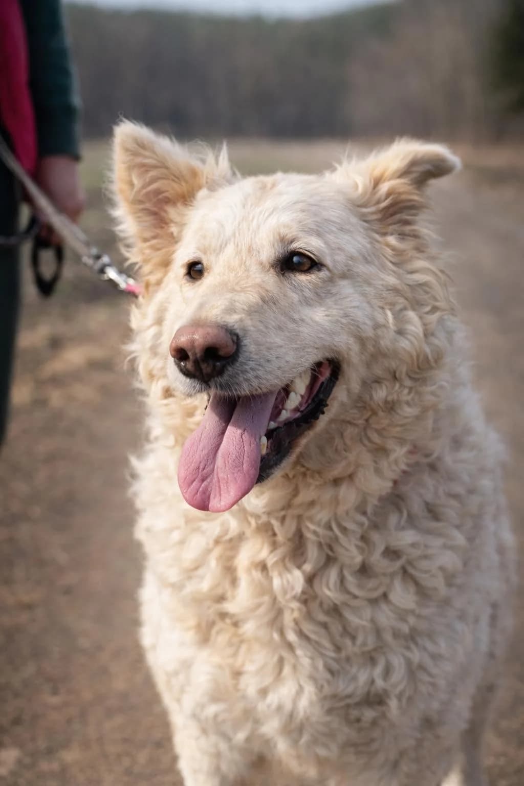 Salsa, female Mixed Breed for adoption at Pföttchenretter mit Herz e.V., Leichlingen