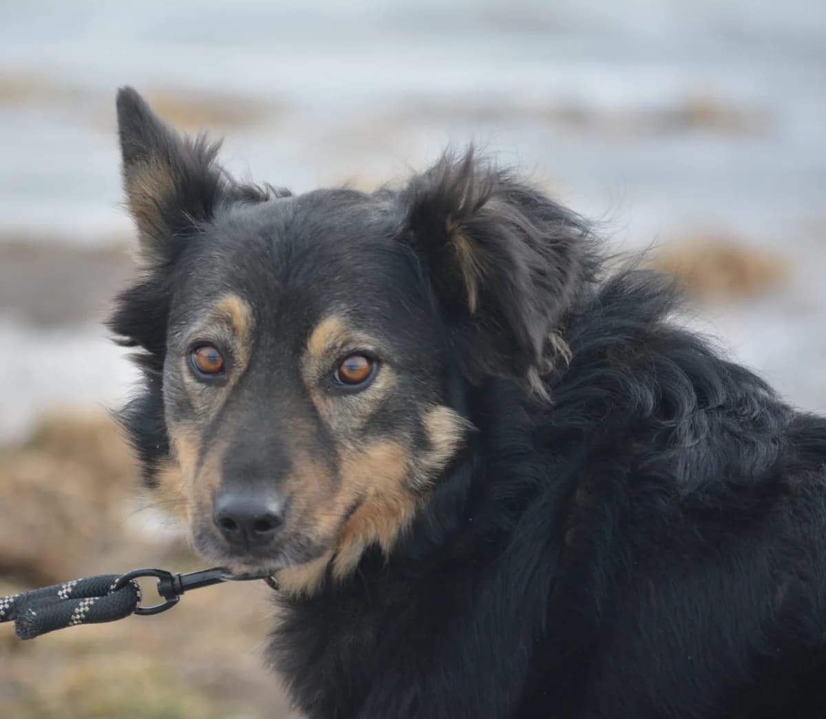 Migotka, female Mixed Breed for adoption at Pföttchenretter mit Herz e.V., Leichlingen