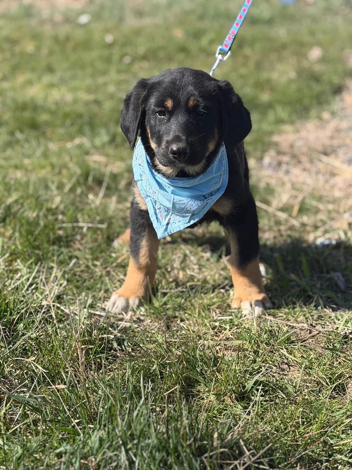 Anton, male puppy Mixed Breed for adoption at Pföttchenretter mit Herz e.V., Leichlingen