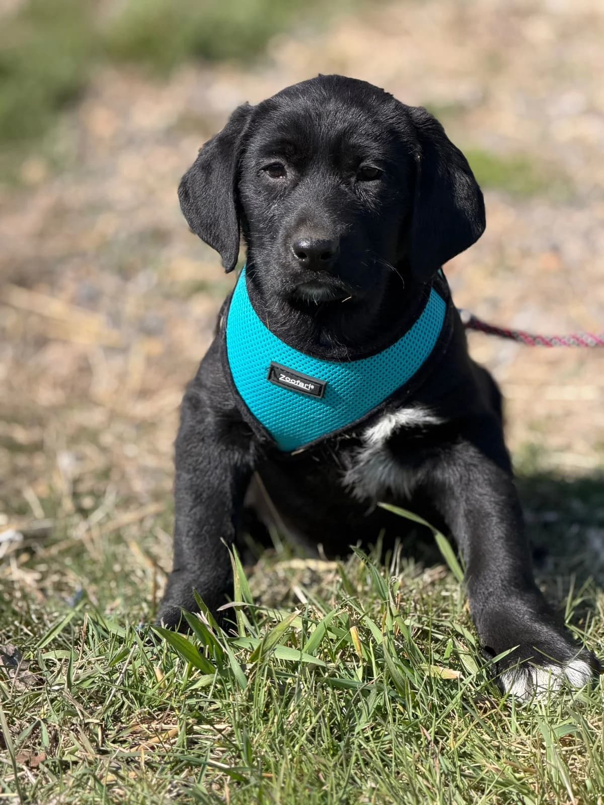 Bernie, male puppy Mixed Breed for adoption at Pföttchenretter mit Herz e.V., Leichlingen
