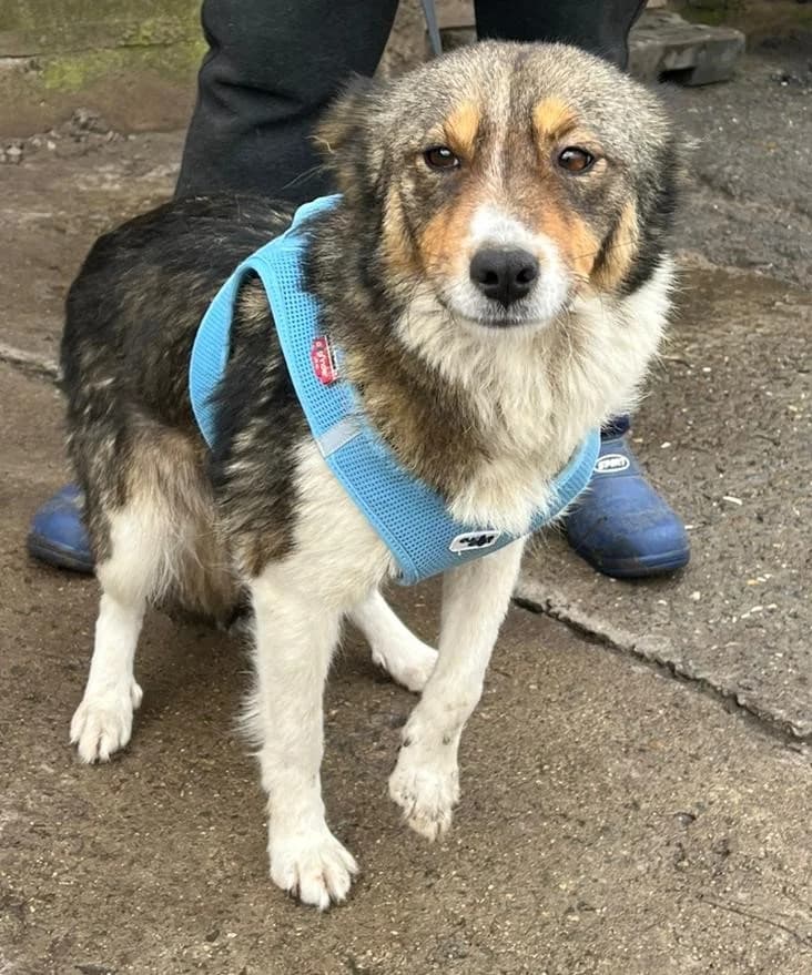Clara, female young Mixed Breed for adoption at Pföttchenretter mit Herz e.V., Leichlingen