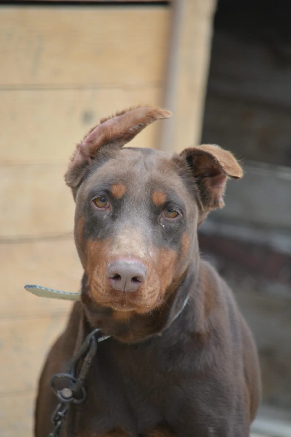 Jessica, female 3yo Mixed Breed for adoption at Pföttchenretter mit Herz e.V., Leichlingen