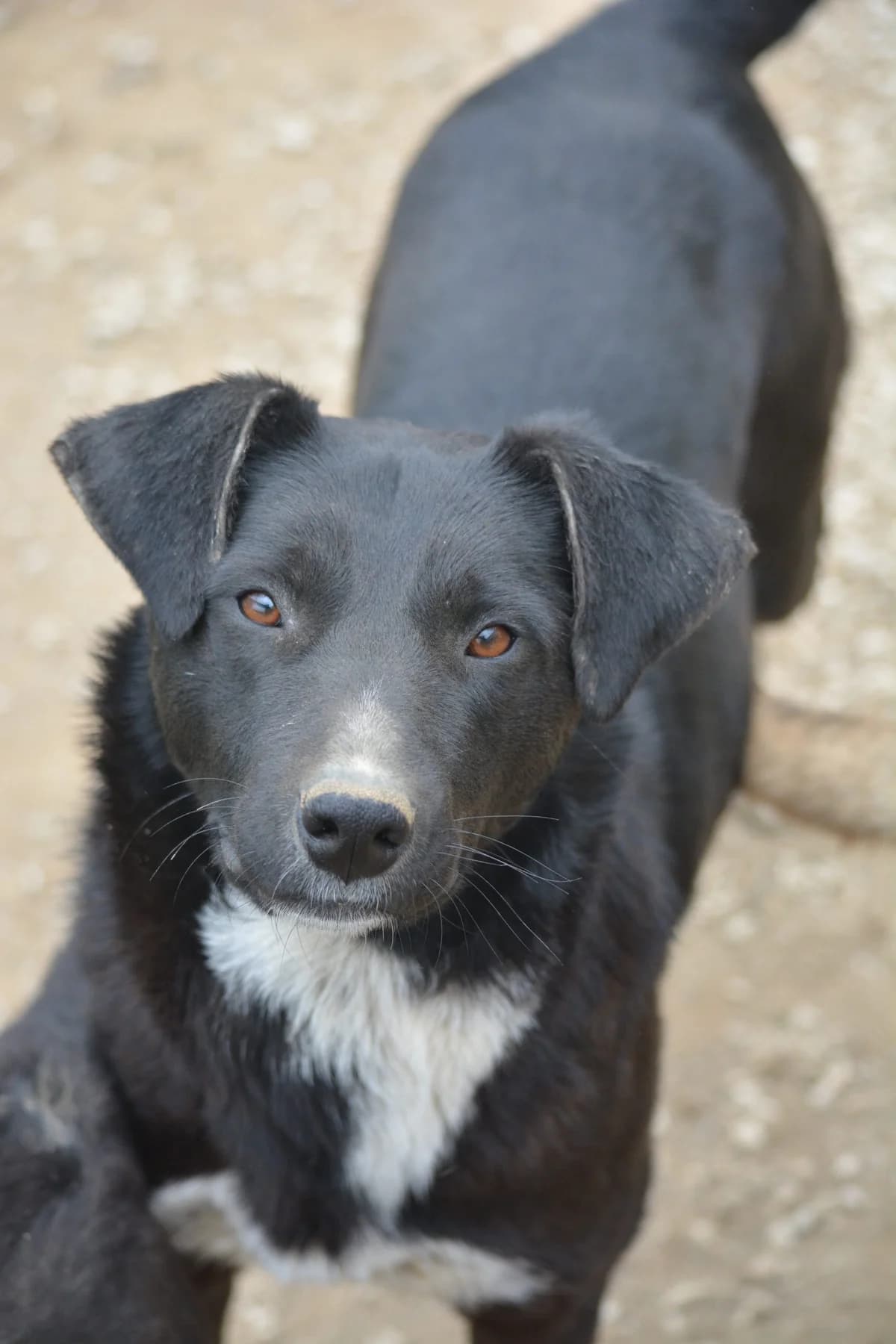 Ida, female 3yo Mixed Breed for adoption at Pföttchenretter mit Herz e.V., Leichlingen