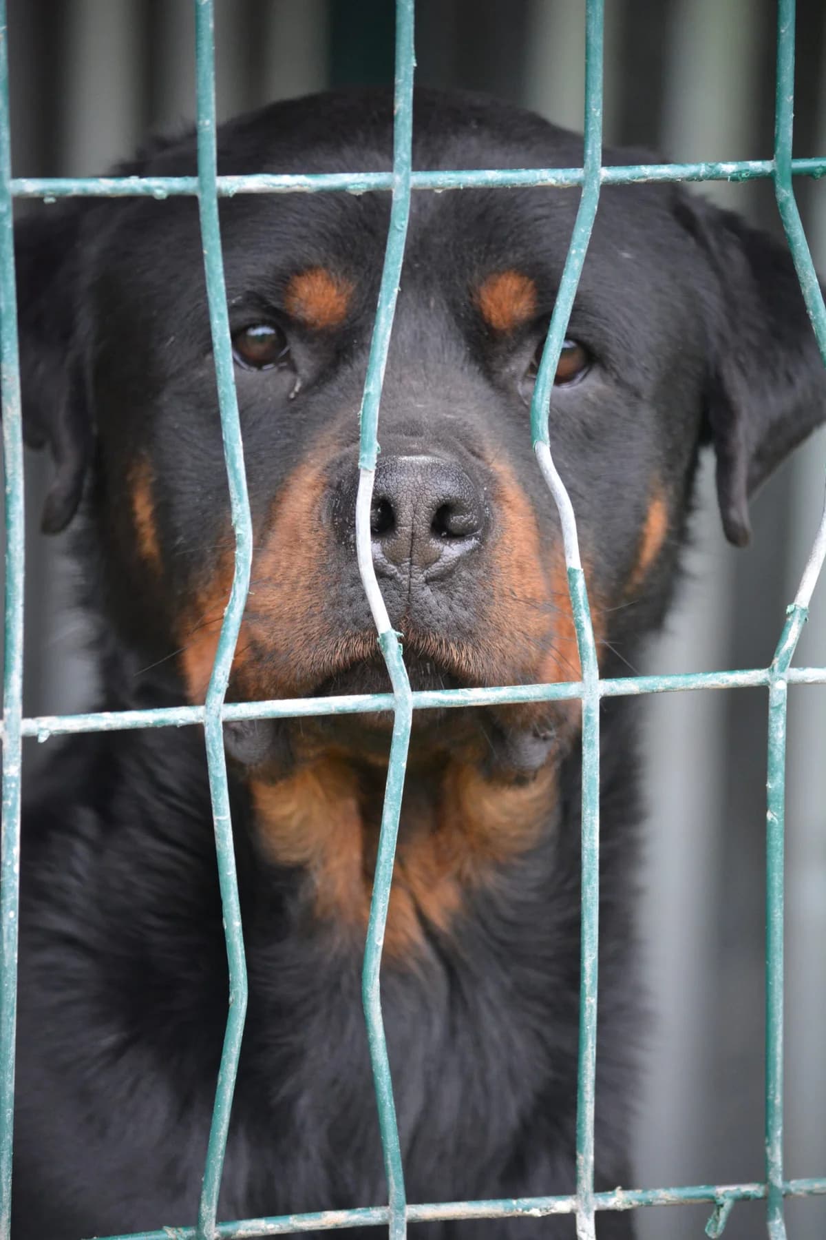 Zeus, male Rottweiler for adoption at Pföttchenretter mit Herz e.V., Leichlingen