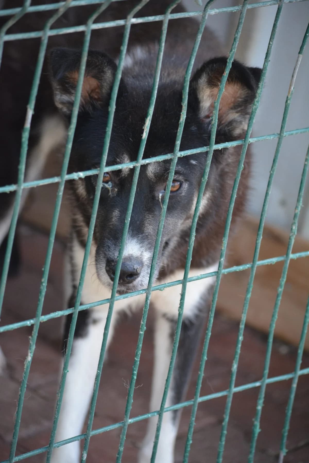 Tania, female 4yo Mixed Breed for adoption at Pföttchenretter mit Herz e.V., Leichlingen
