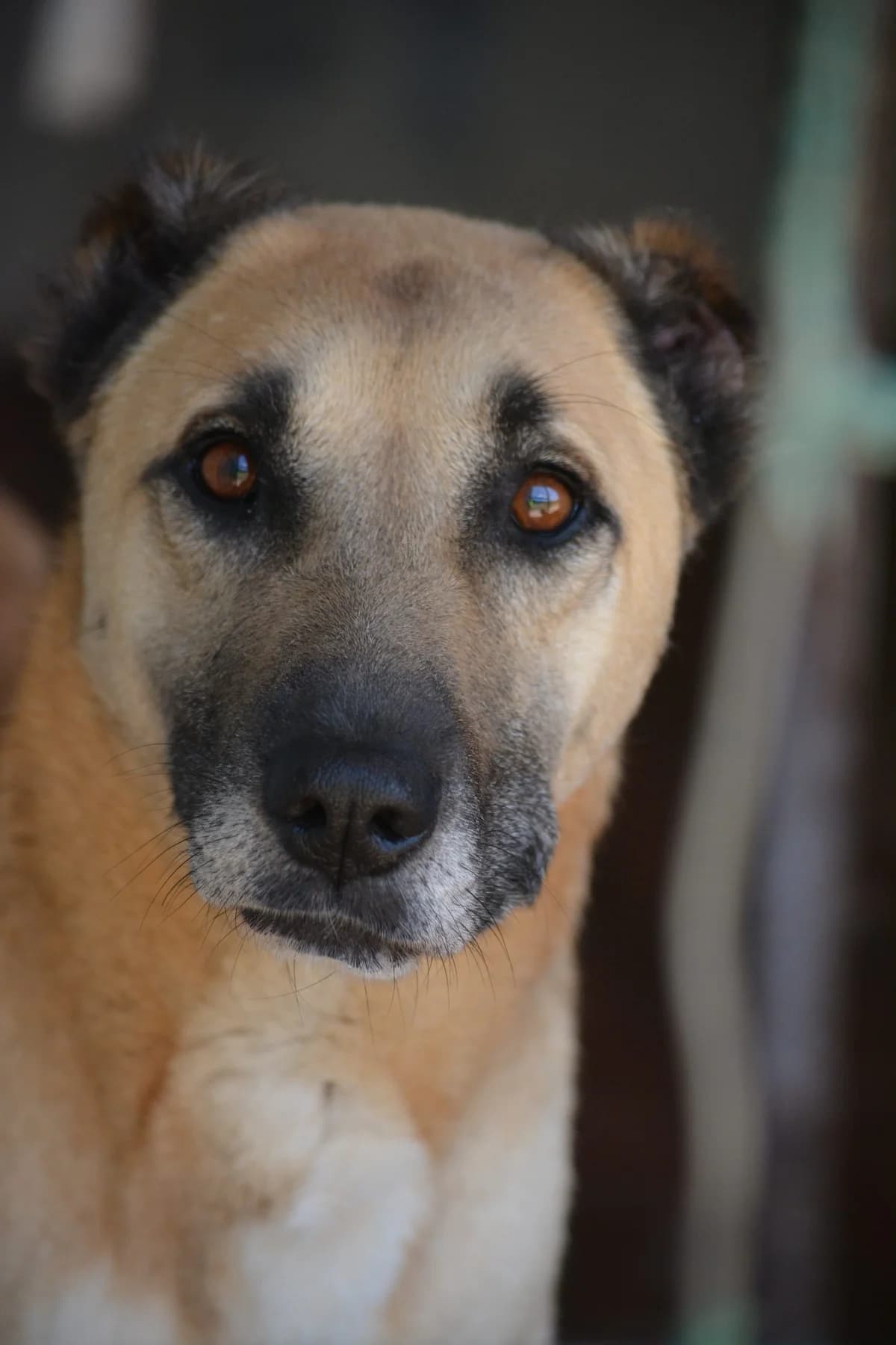 Saru, female Kangal for adoption at Pföttchenretter mit Herz e.V., Leichlingen