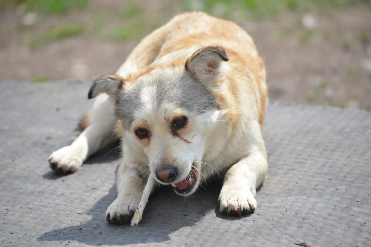 Felix, female 3yo Mixed Breed for adoption at Pföttchenretter mit Herz e.V., Leichlingen