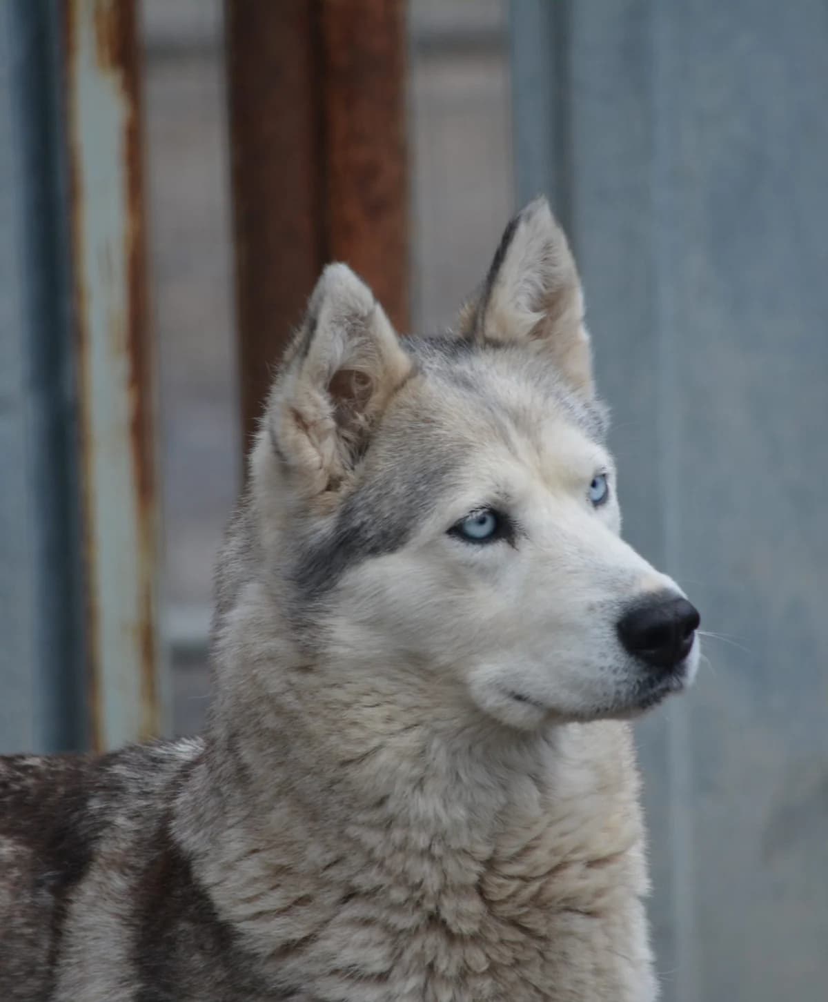 Hanna, female Mixed Breed for adoption at Pföttchenretter mit Herz e.V., Leichlingen
