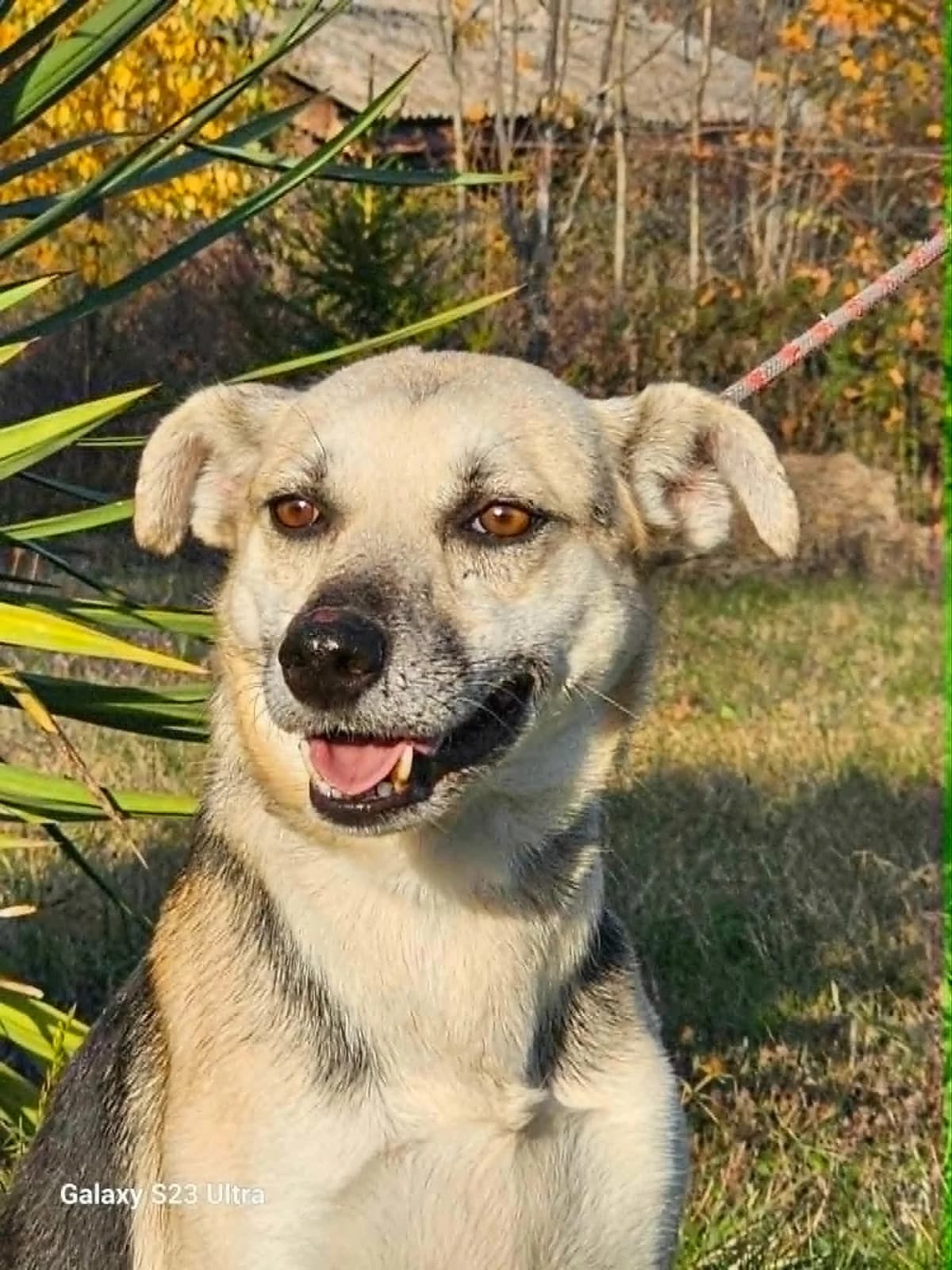 Mathilda, female Mixed Breed for adoption at Pföttchenretter mit Herz e.V., Leichlingen