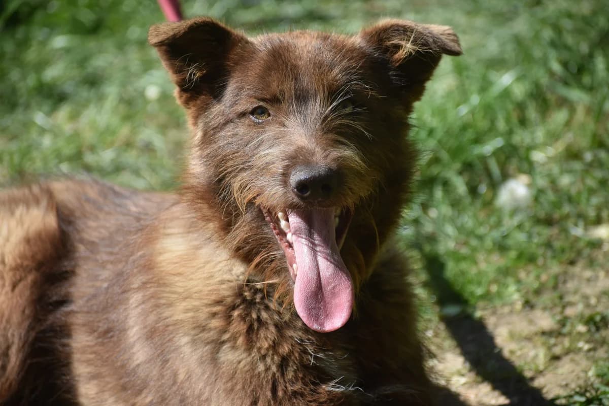 Sheldon, male young Mixed Breed for adoption at Pföttchenretter mit Herz e.V., Leichlingen