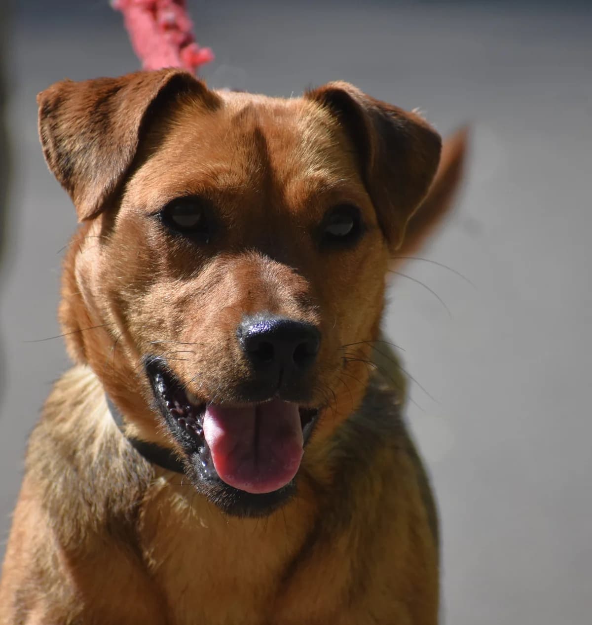 Ivette, female young Mixed Breed for adoption at Pföttchenretter mit Herz e.V., Leichlingen
