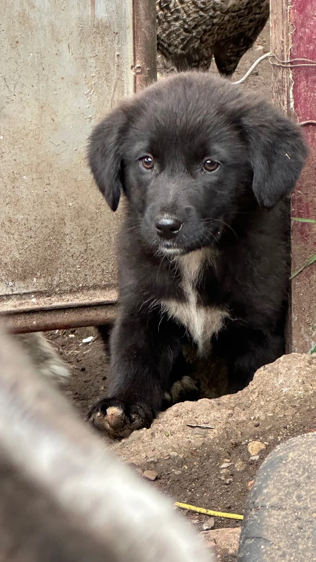 Kelly, female puppy Mixed Breed for adoption at Pföttchenretter mit Herz e.V., Leichlingen