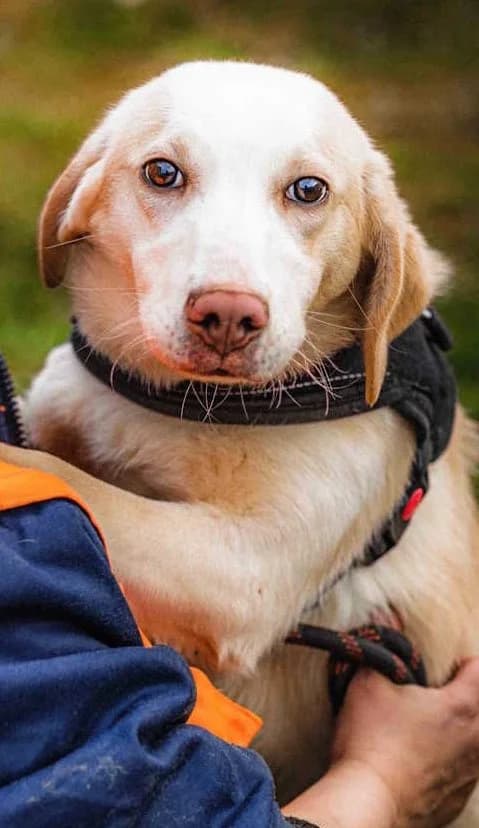 Lexa, female young Mixed Breed for adoption at Pföttchenretter mit Herz e.V., Leichlingen