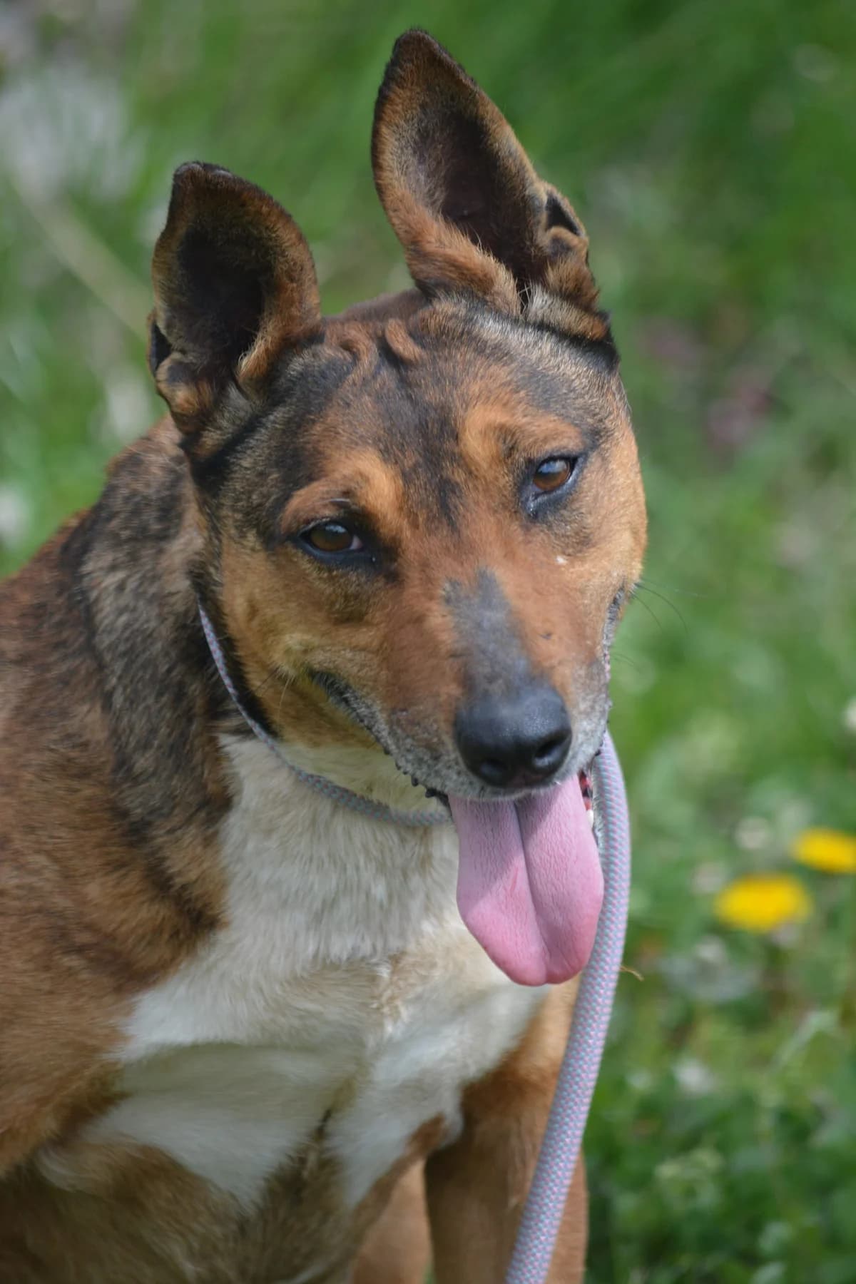 Zita, female Mixed Breed for adoption at Pföttchenretter mit Herz e.V., Leichlingen