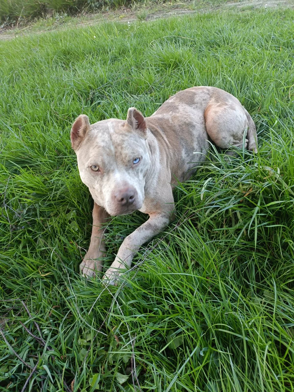 Bobo, merle male senior Mixed Breed for adoption at Pföttchenretter mit Herz e.V., Leichlingen