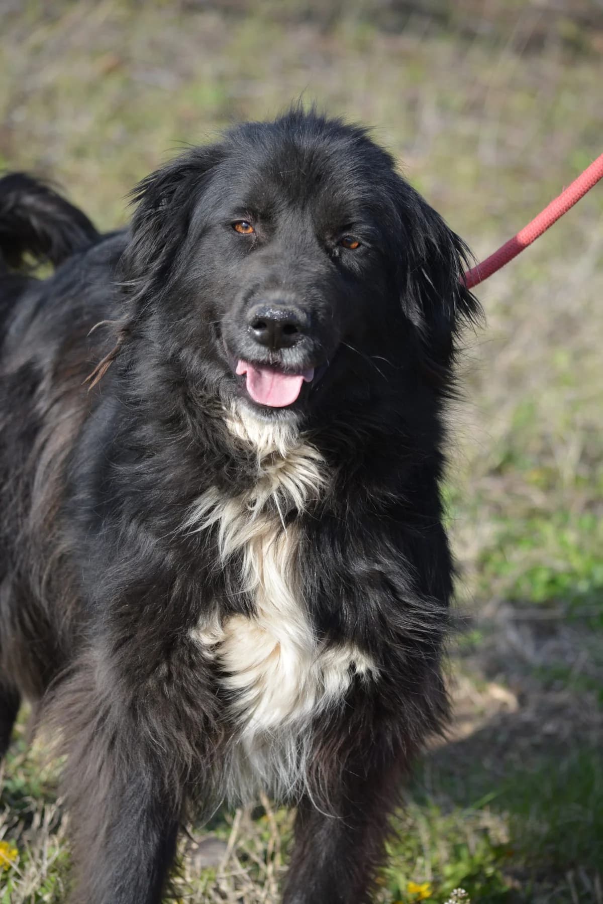 Meda, female Mixed Breed for adoption at Pföttchenretter mit Herz e.V., Leichlingen
