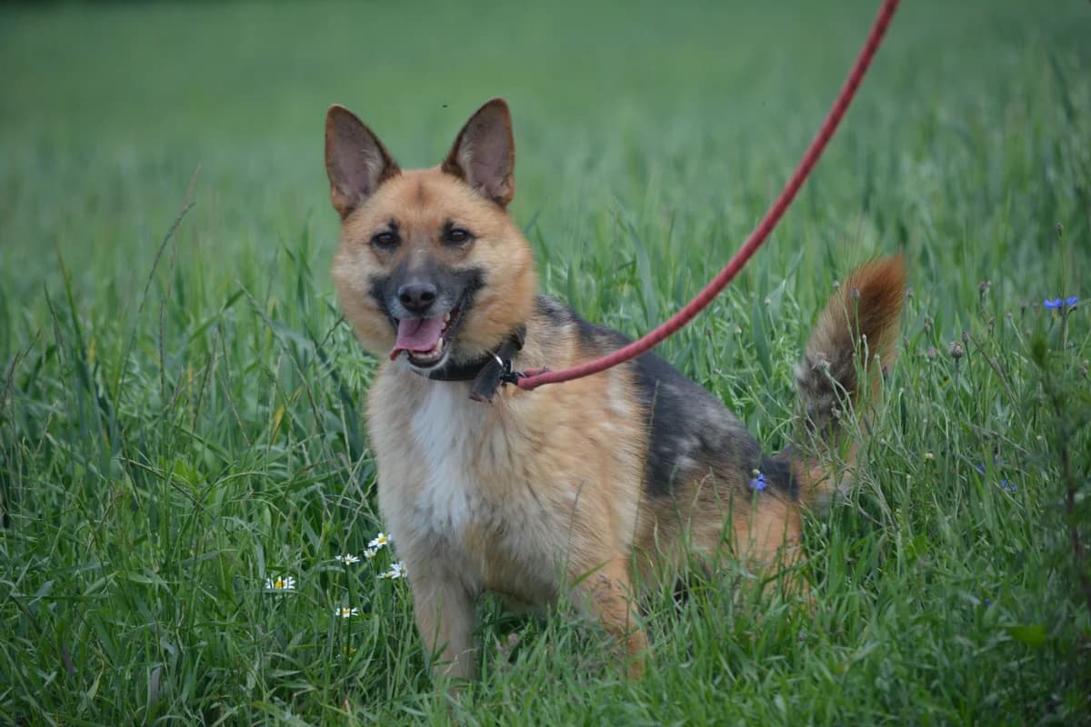 Nutka, female Mixed Breed for adoption at Pföttchenretter mit Herz e.V., Leichlingen