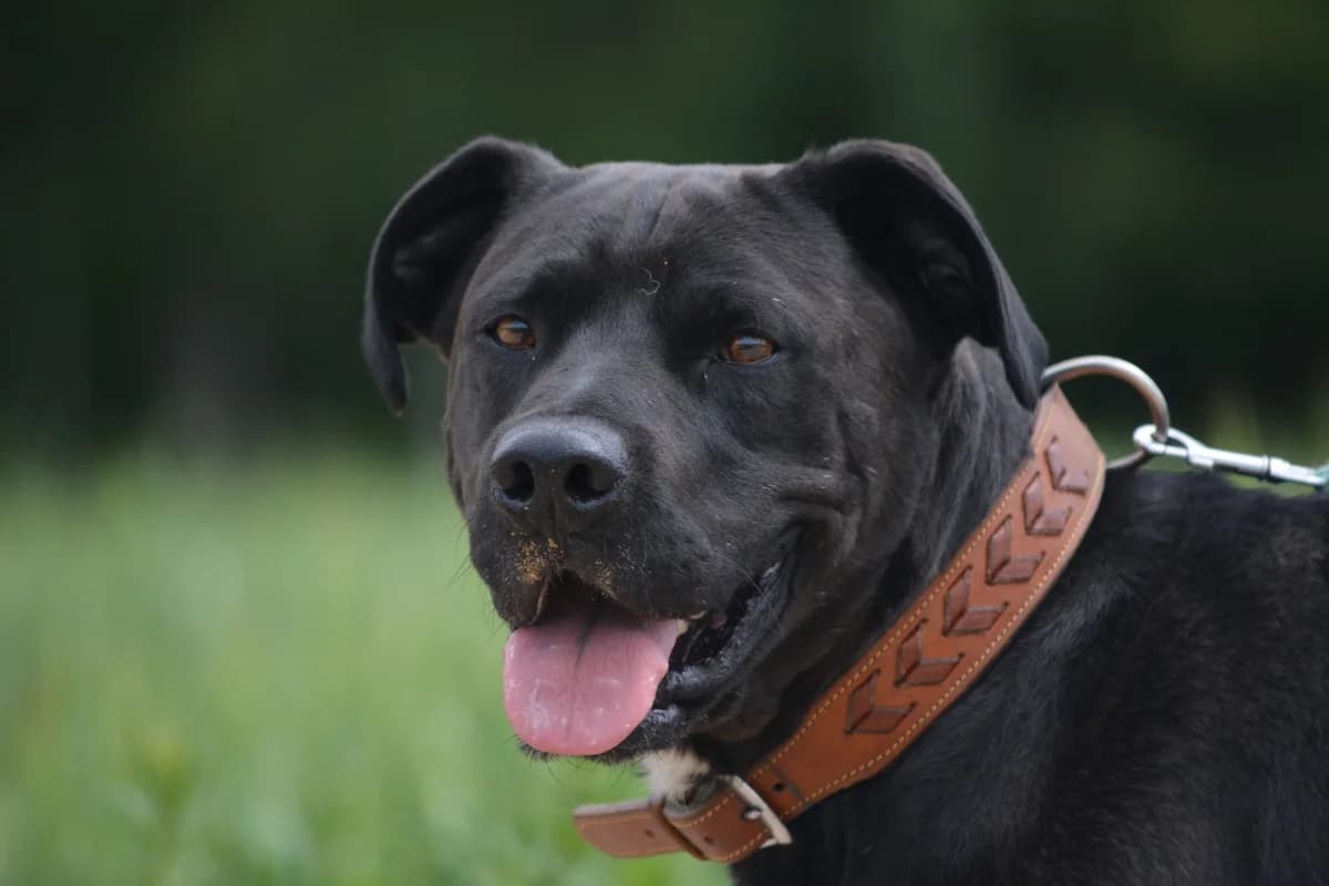 Hugo, female 3yo Mixed Breed for adoption at Pföttchenretter mit Herz e.V., Leichlingen