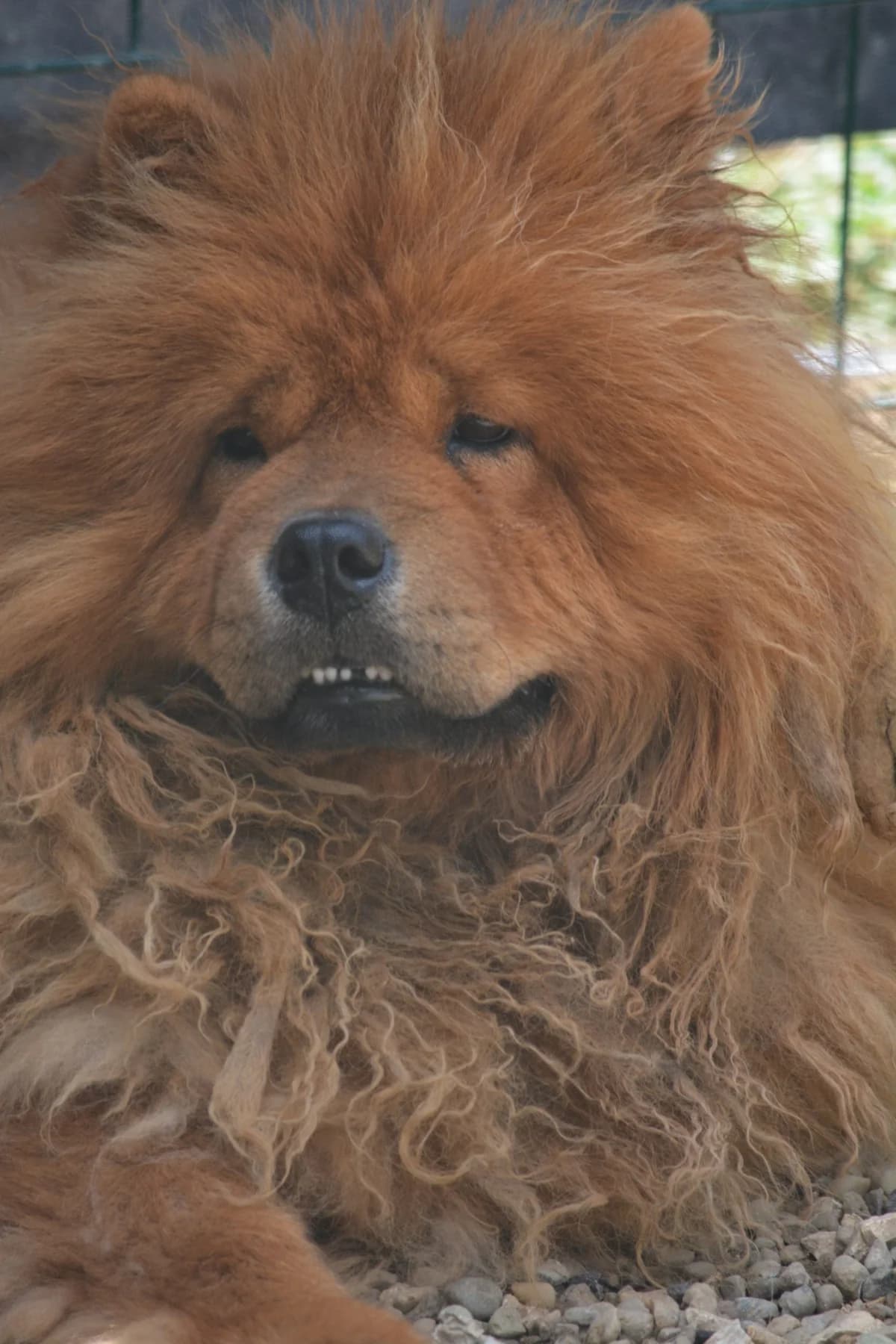 Kenzo, male Chow Chow for adoption at Pföttchenretter mit Herz e.V., Leichlingen