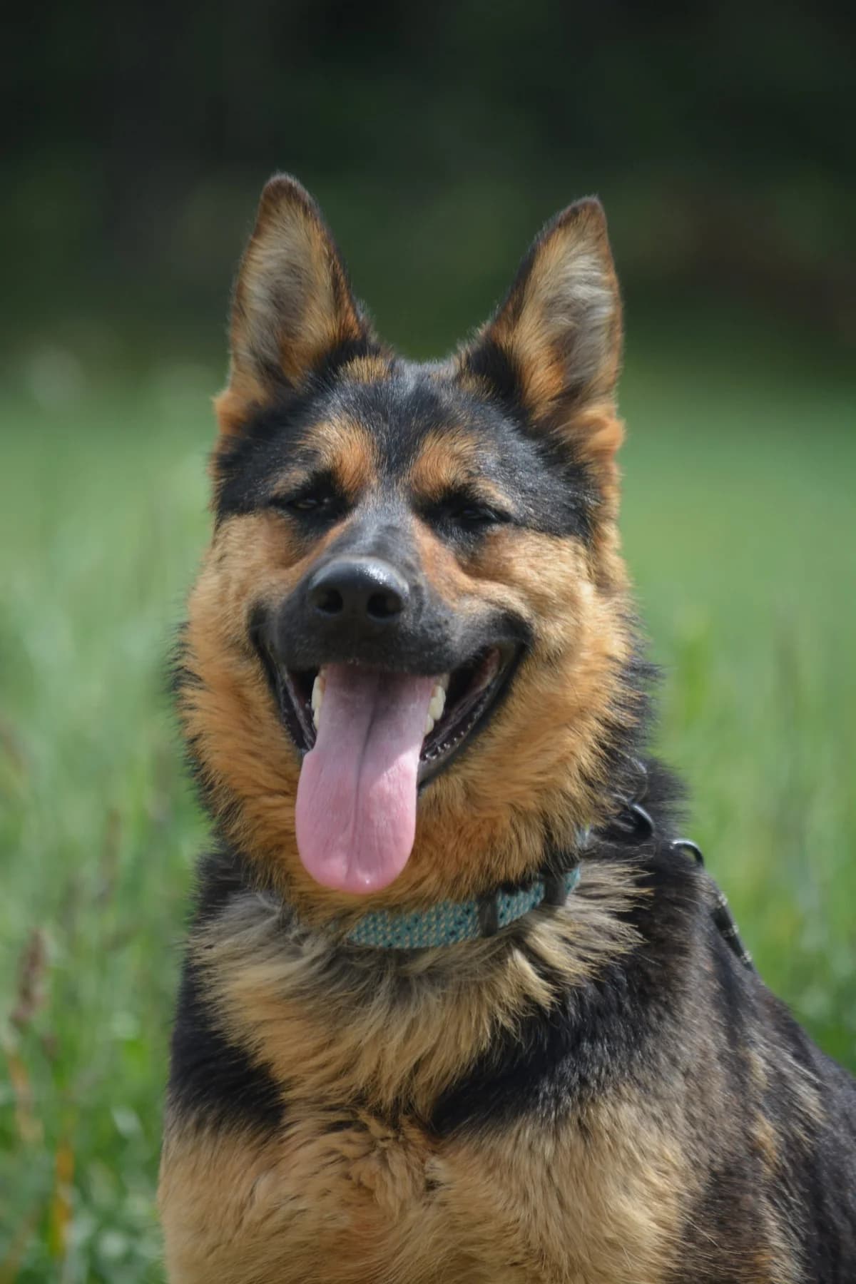Gracja, female Mixed Breed for adoption at Pföttchenretter mit Herz e.V., Leichlingen