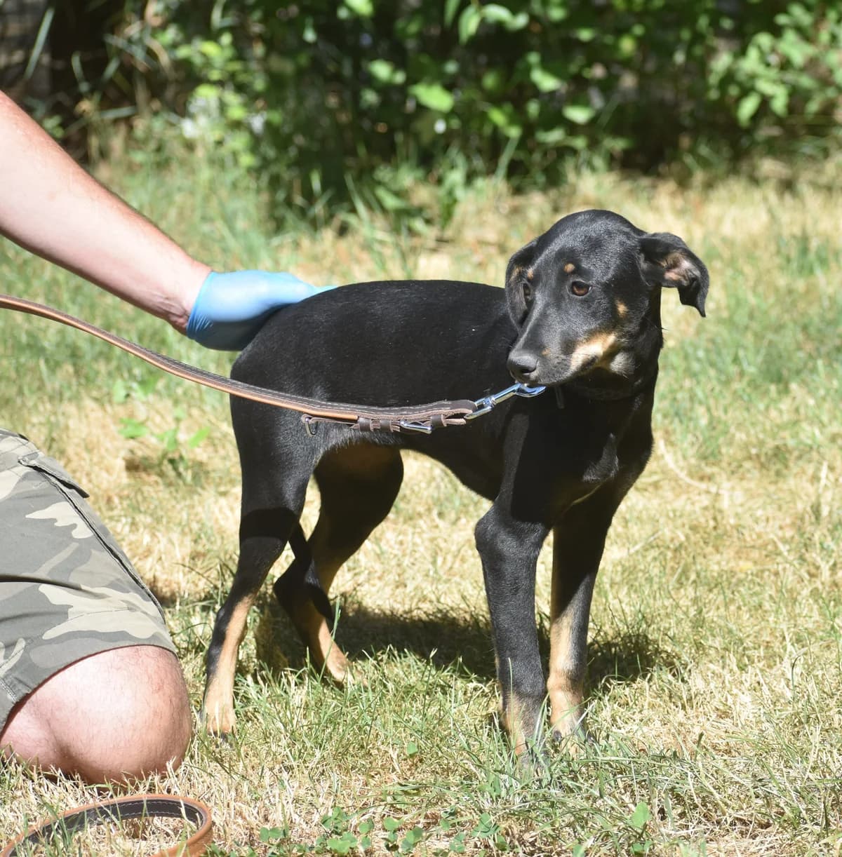 Greta, female Mixed Breed for adoption at Pföttchenretter mit Herz e.V., Leichlingen