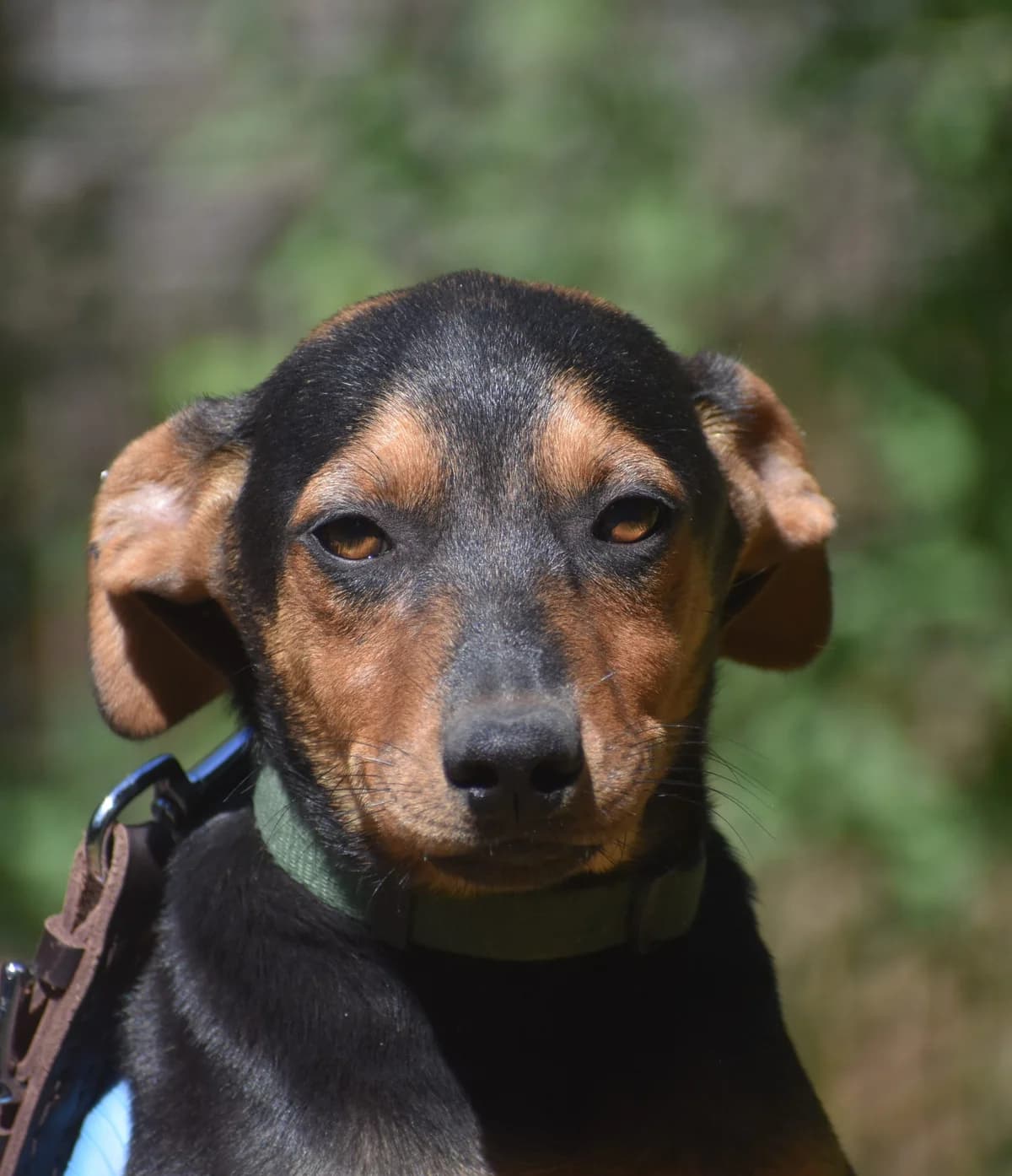 Casper, male Mixed Breed for adoption at Pföttchenretter mit Herz e.V., Leichlingen