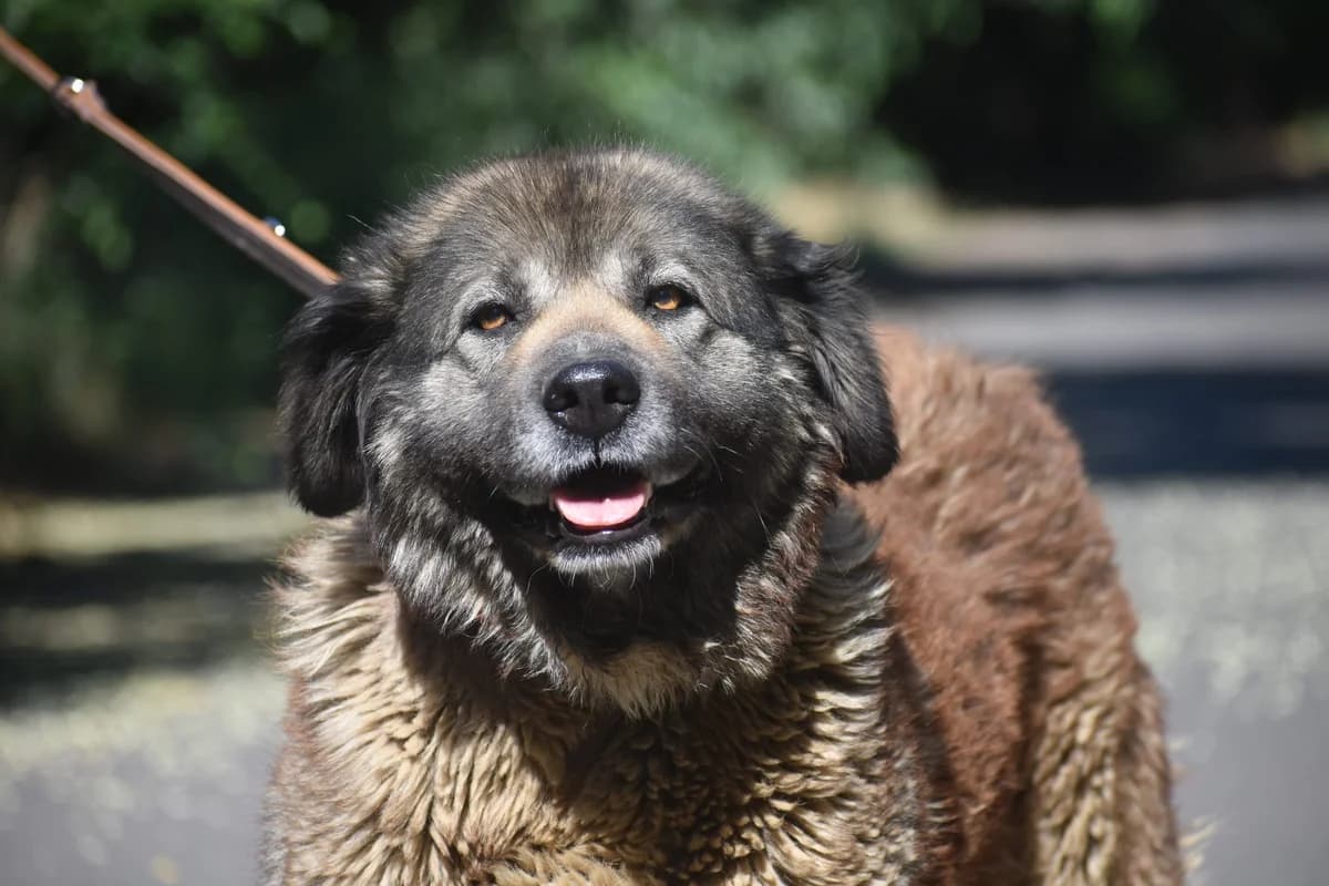 Nora (Nolwen), female Mixed Breed for adoption at Pföttchenretter mit Herz e.V., Leichlingen