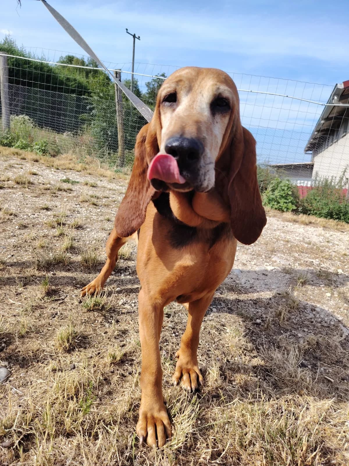 Osca, female Mixed Breed for adoption at Pföttchenretter mit Herz e.V., Leichlingen