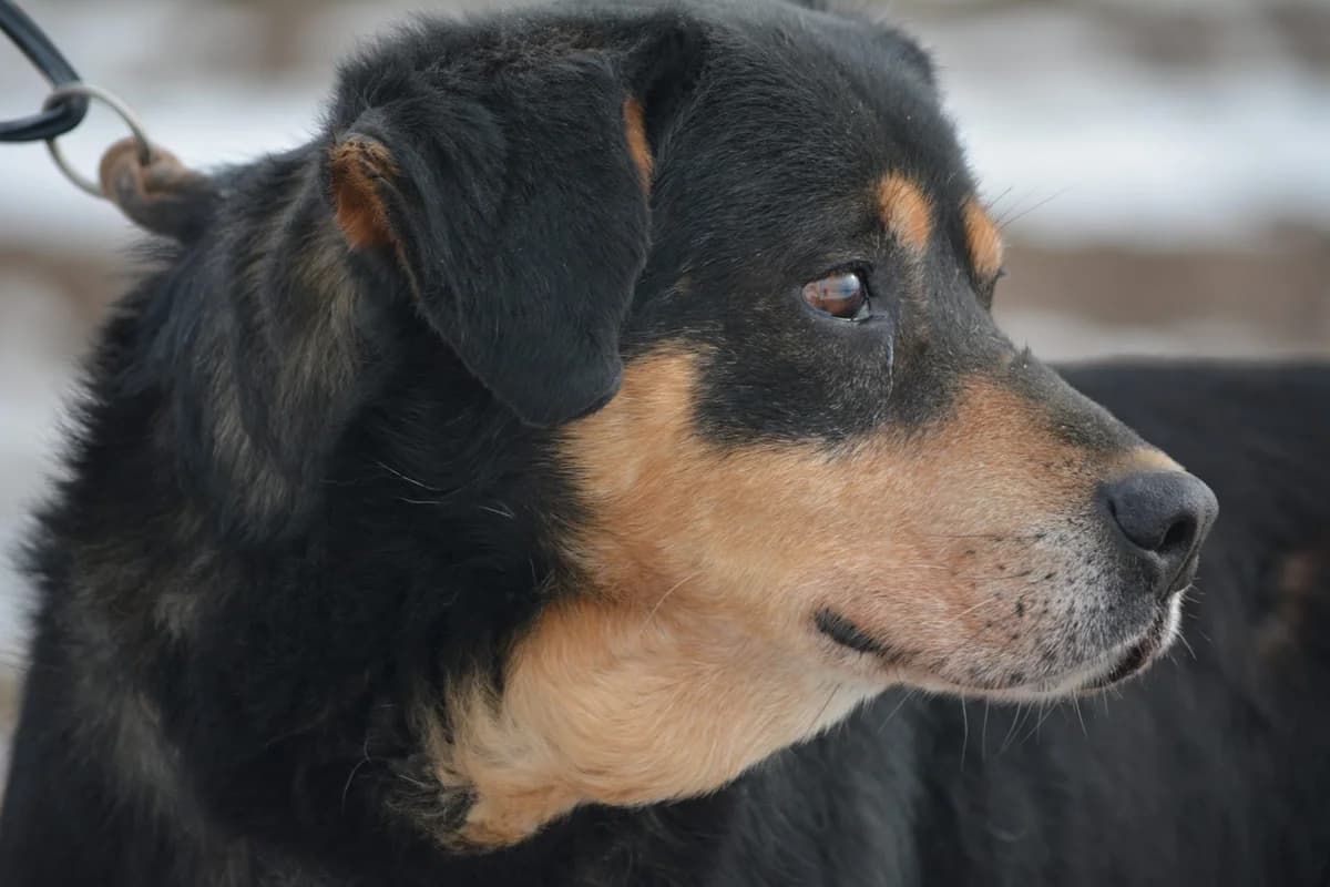 Simba, male 7yo Mixed Breed for adoption at Pföttchenretter mit Herz e.V., Leichlingen